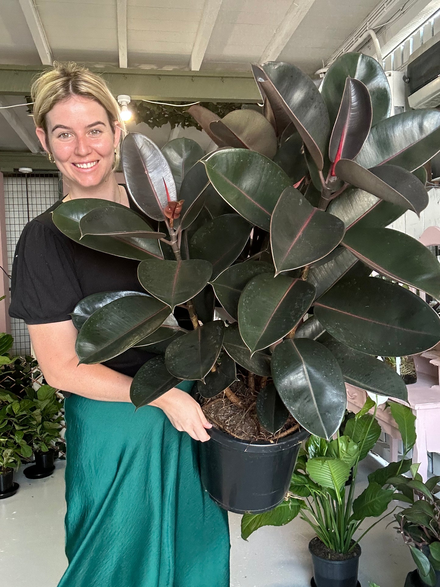 Burgundy Rubber Tree