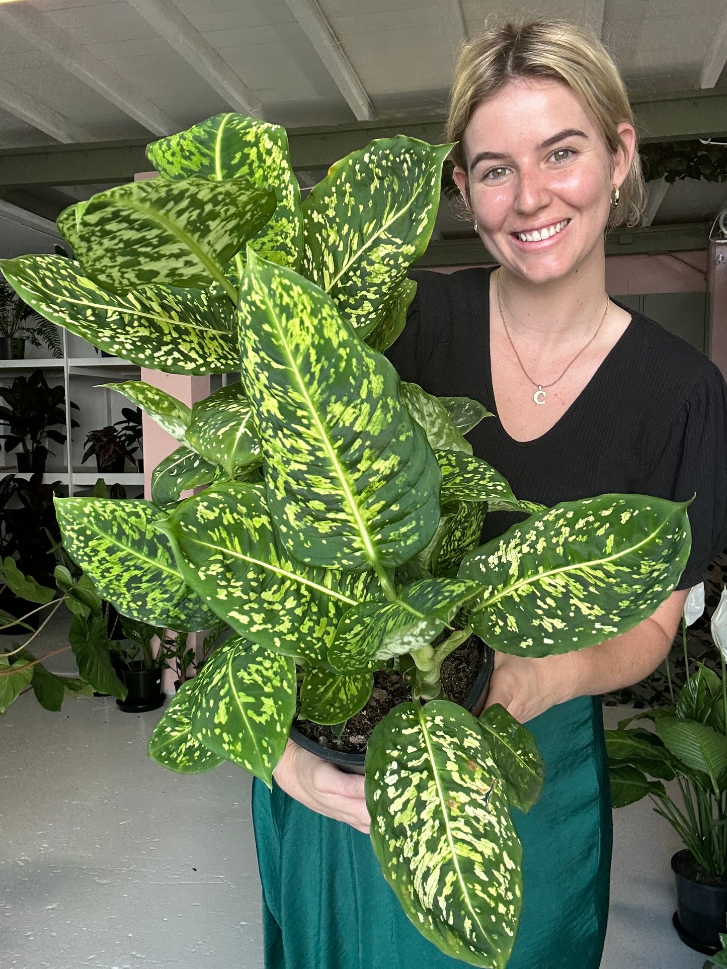 Dieffenbachia Reflector