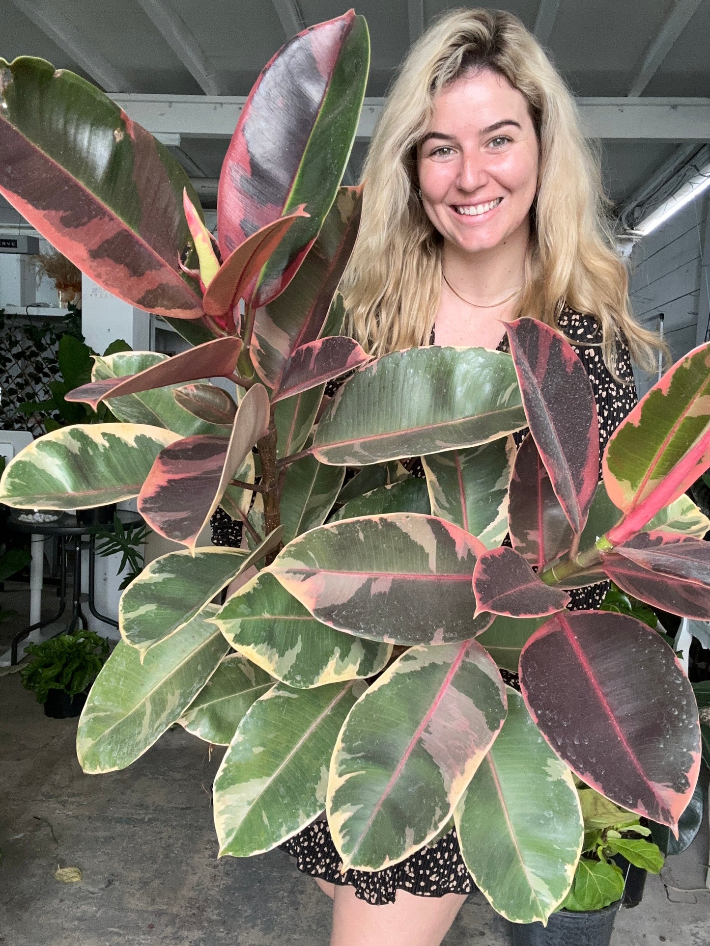 Ficus Ruby