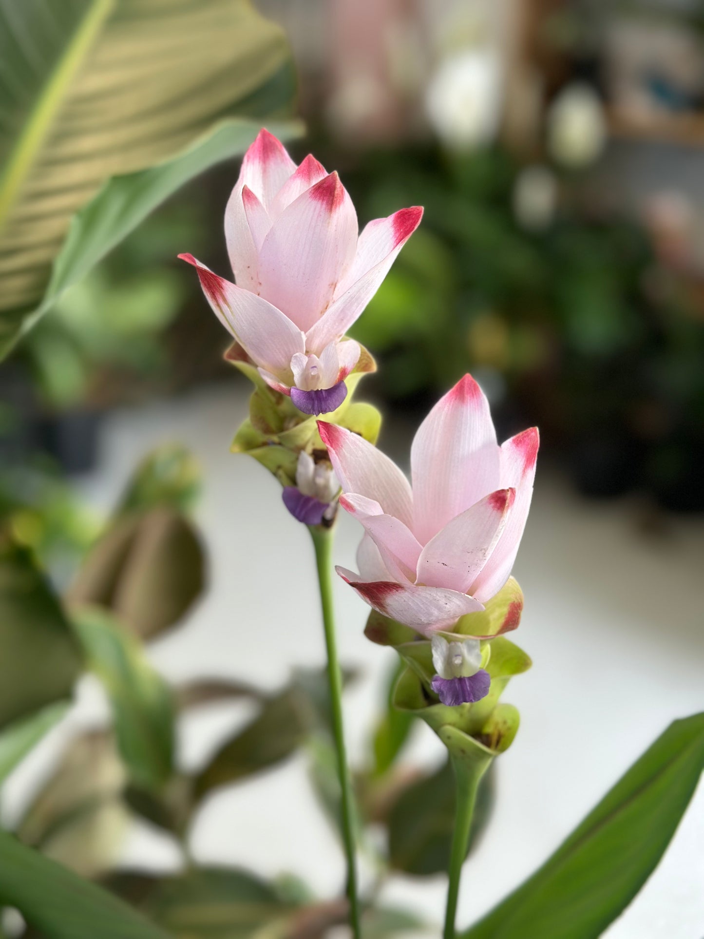 Curcuma Siam