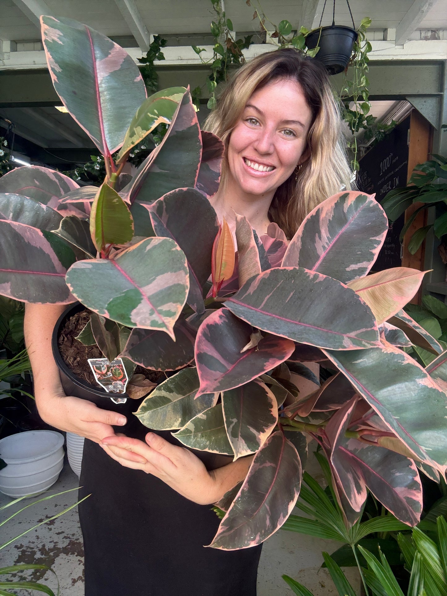 Ficus Ruby