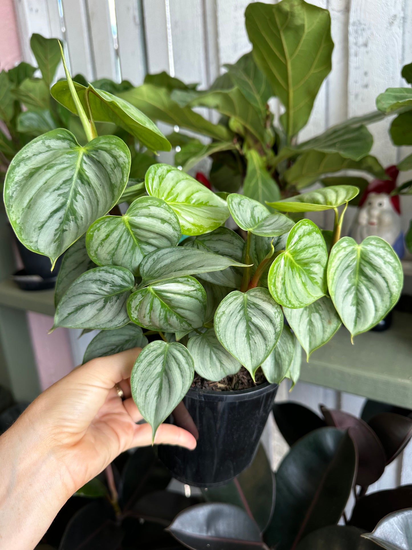 Philodendron Sodiroi