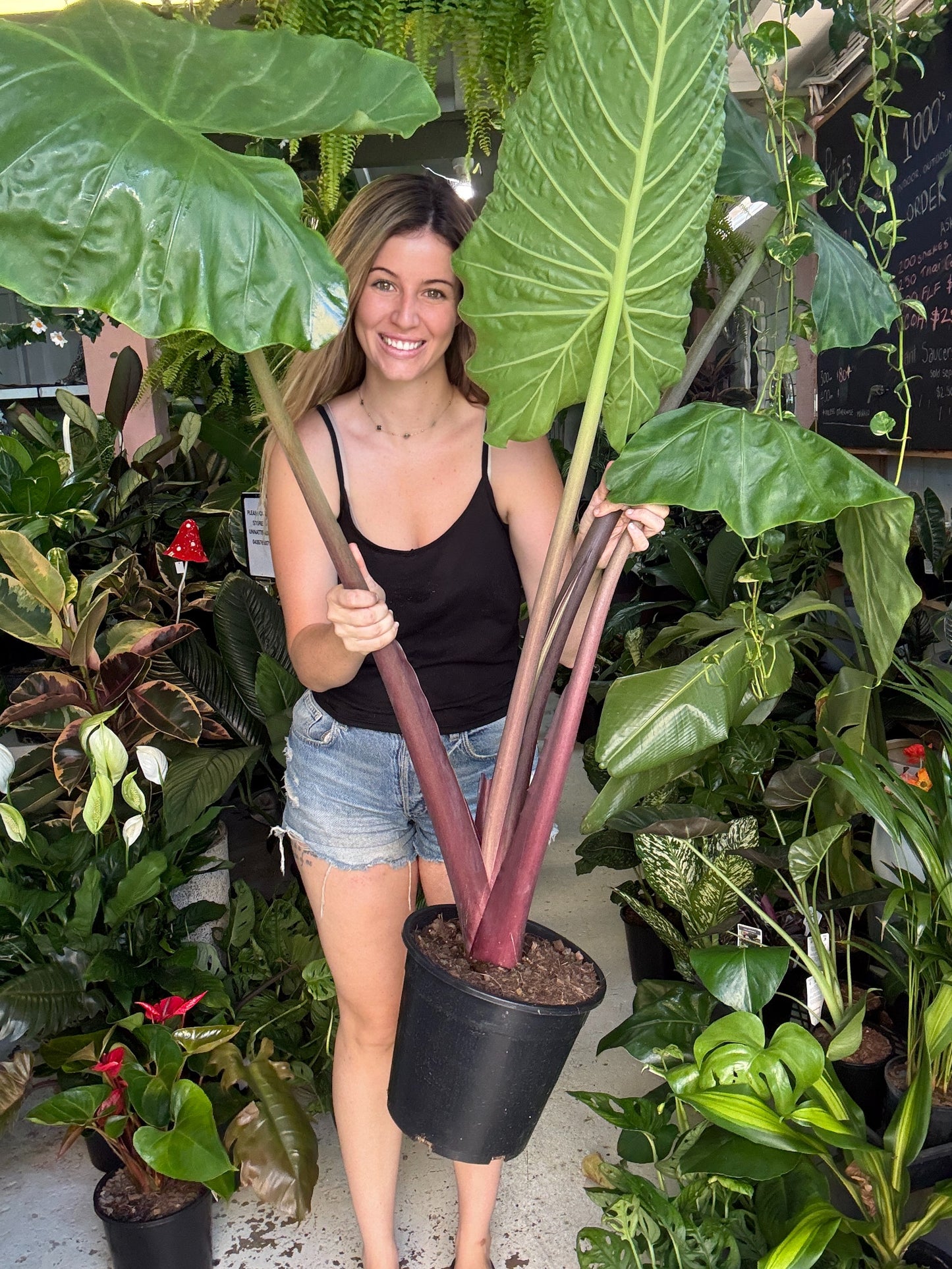 Alocasia Red Imperial