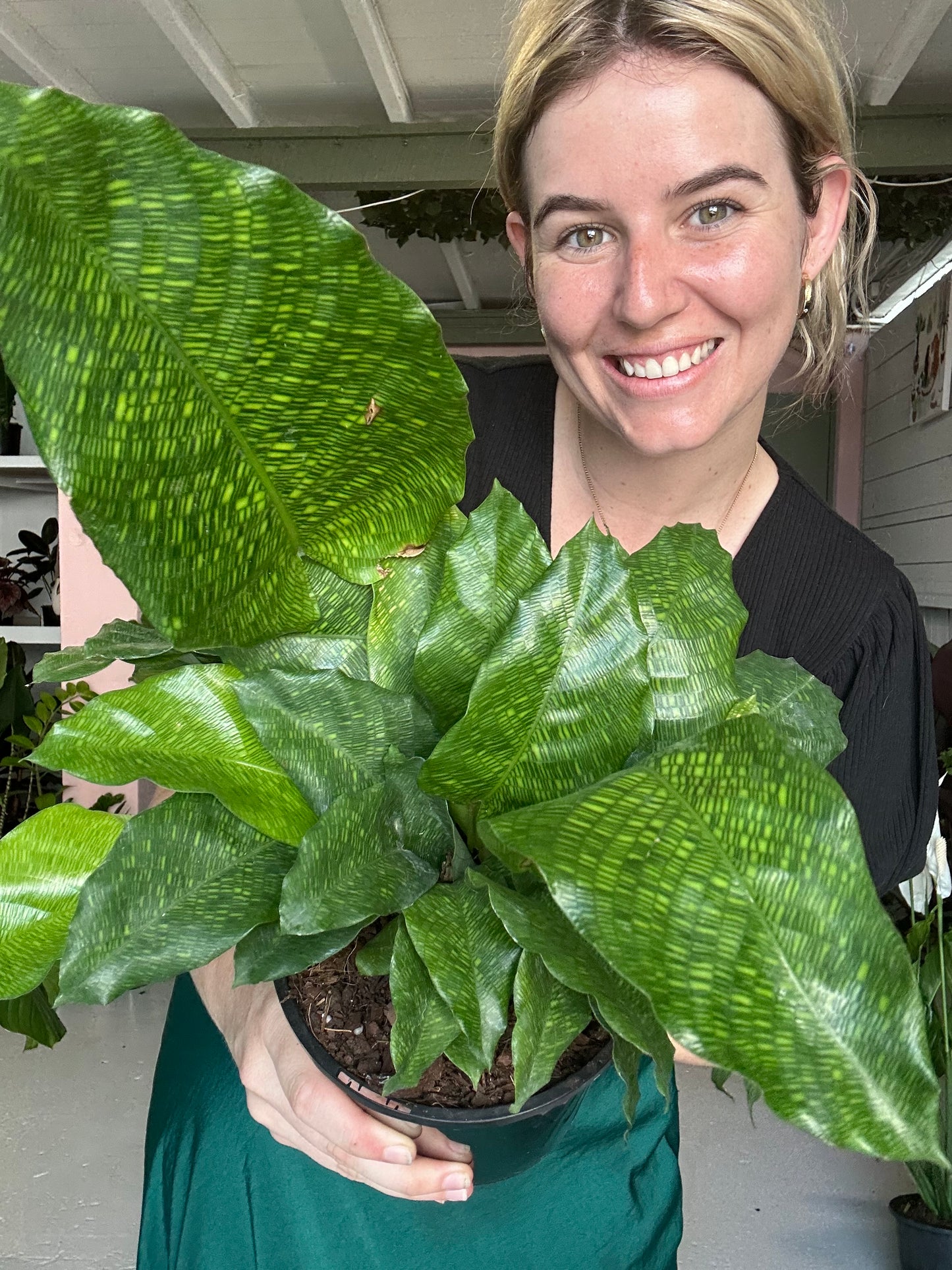 Calathea Musaica