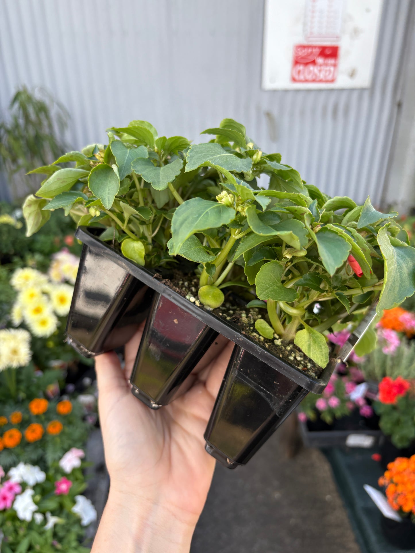 Impatiens Beacon Mix
