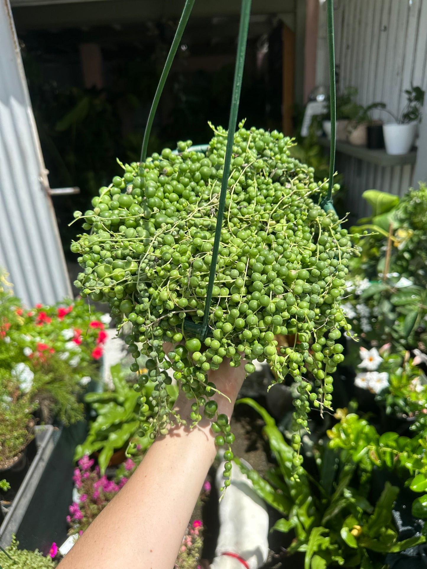 Large String of Pearls