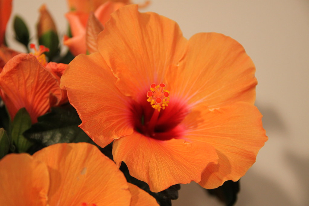 Hibiscus adonicus Orange