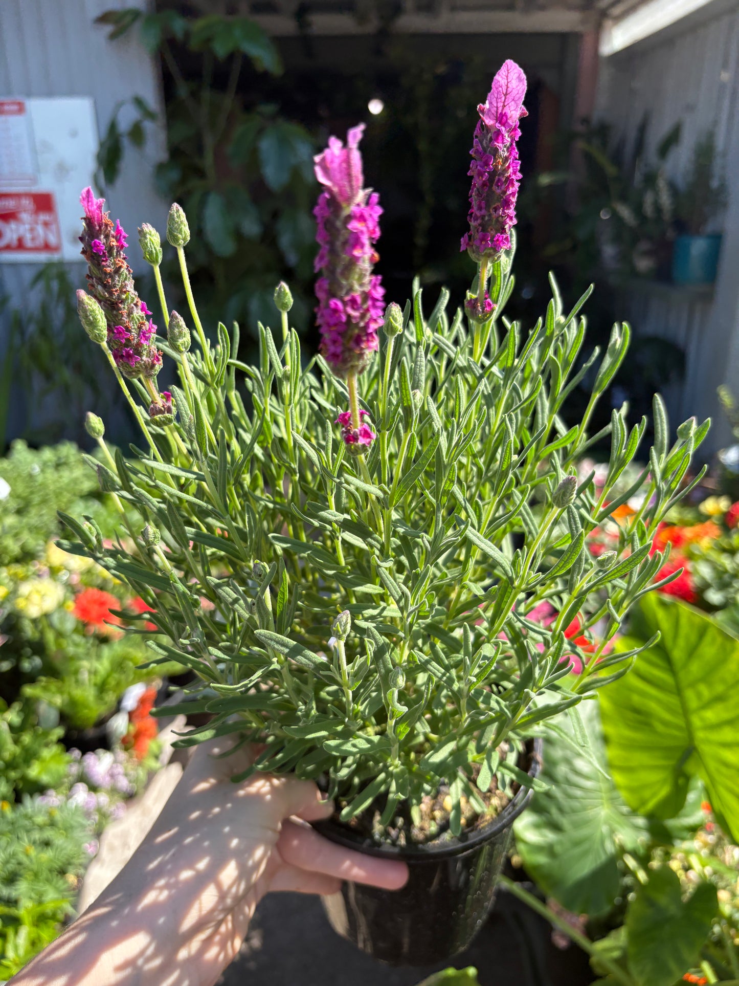 Lavender Sensation Rose