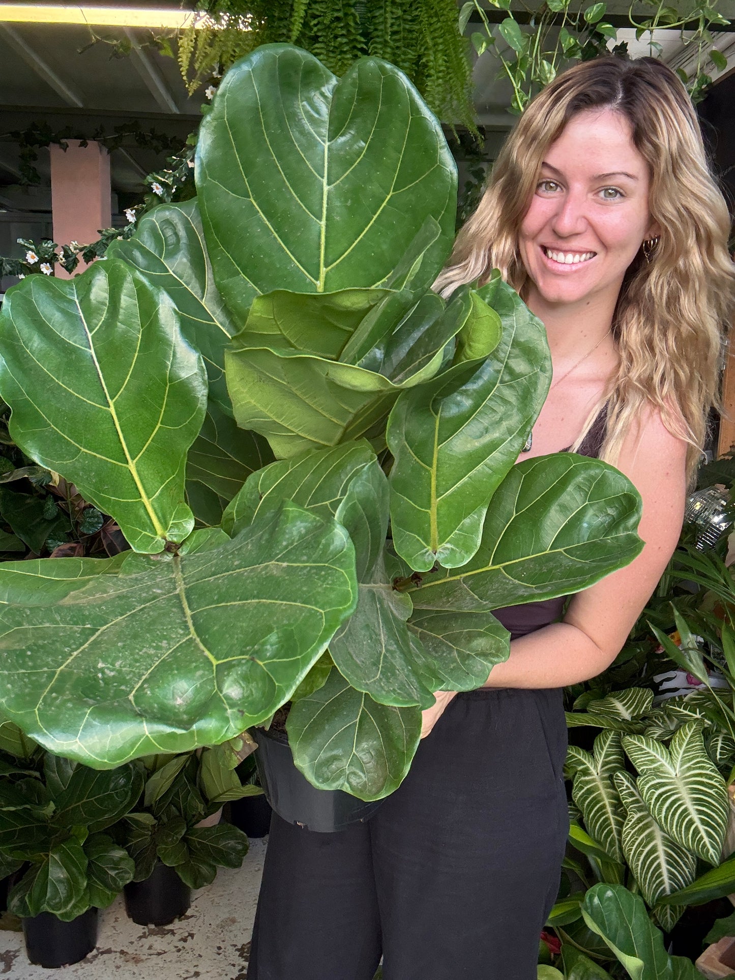Fiddle Leaf Fig