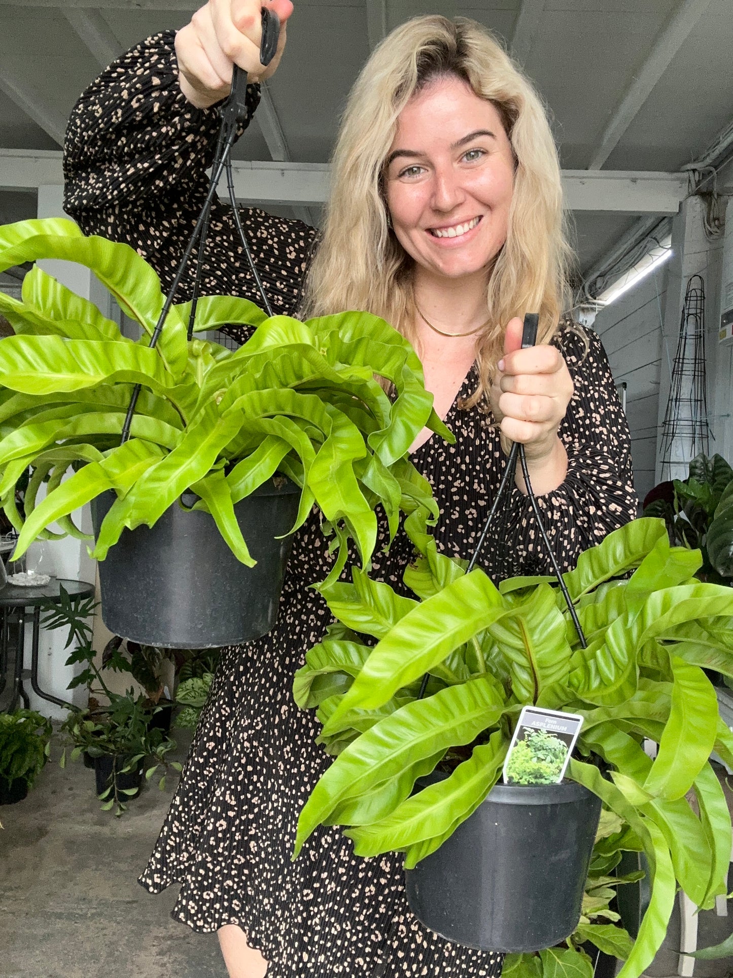 Hanging Hurricane Ferns