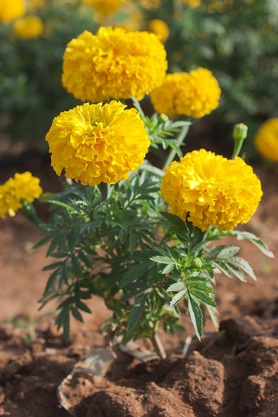 Marigold β 6 Pack