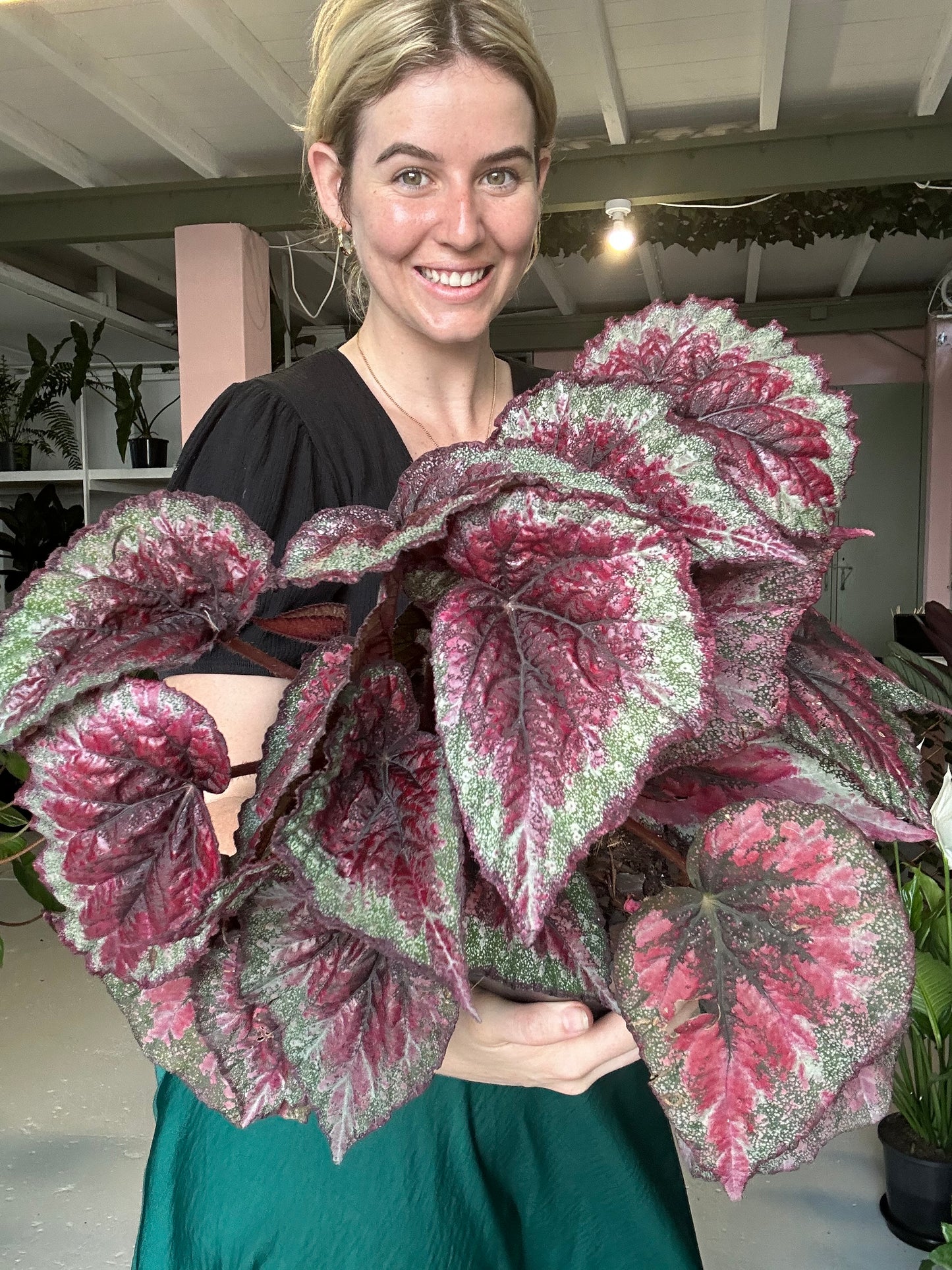 Begonia Plum Paisley