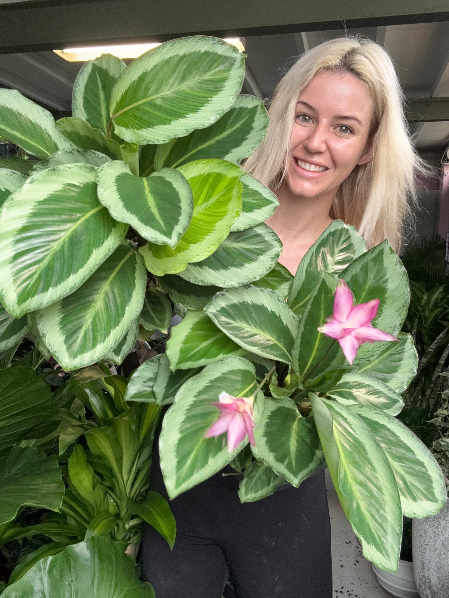 Calathea Bicajoux