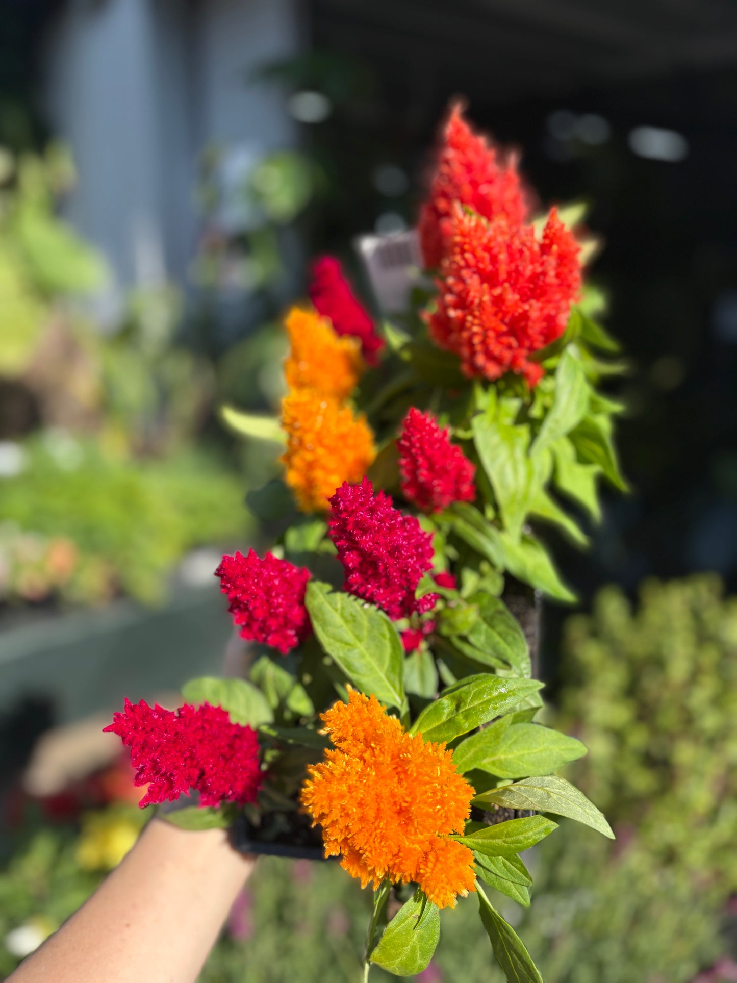 Celosia ‘Ice Cream’ 10 pack