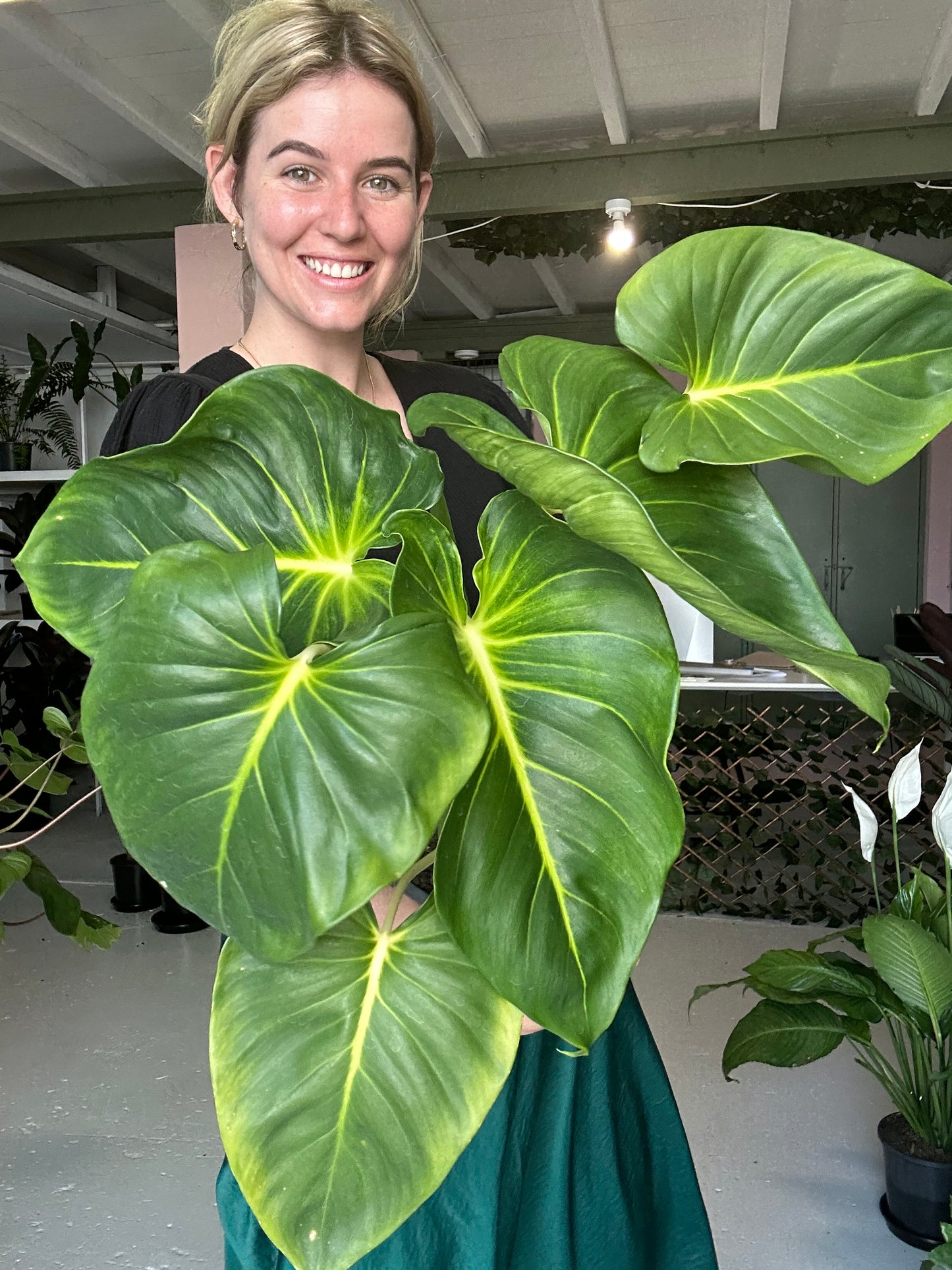 Homalomena White Rubescence