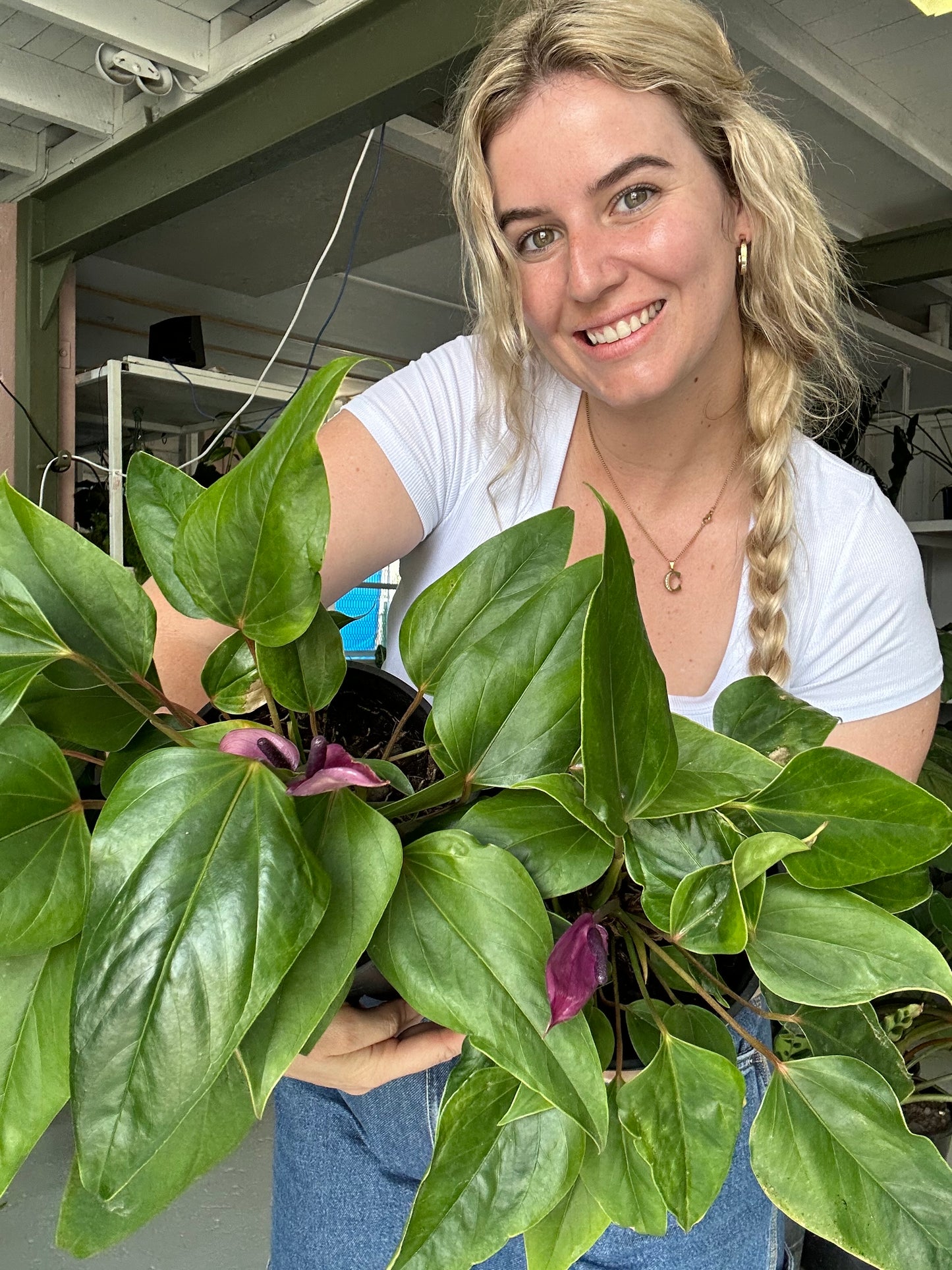 Purple Anthurium