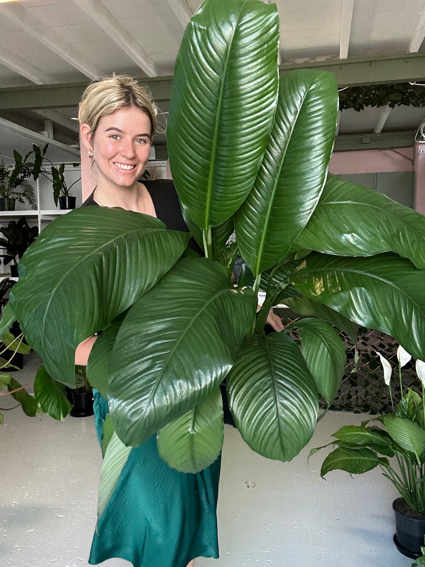 Spathiphyllum Sensation