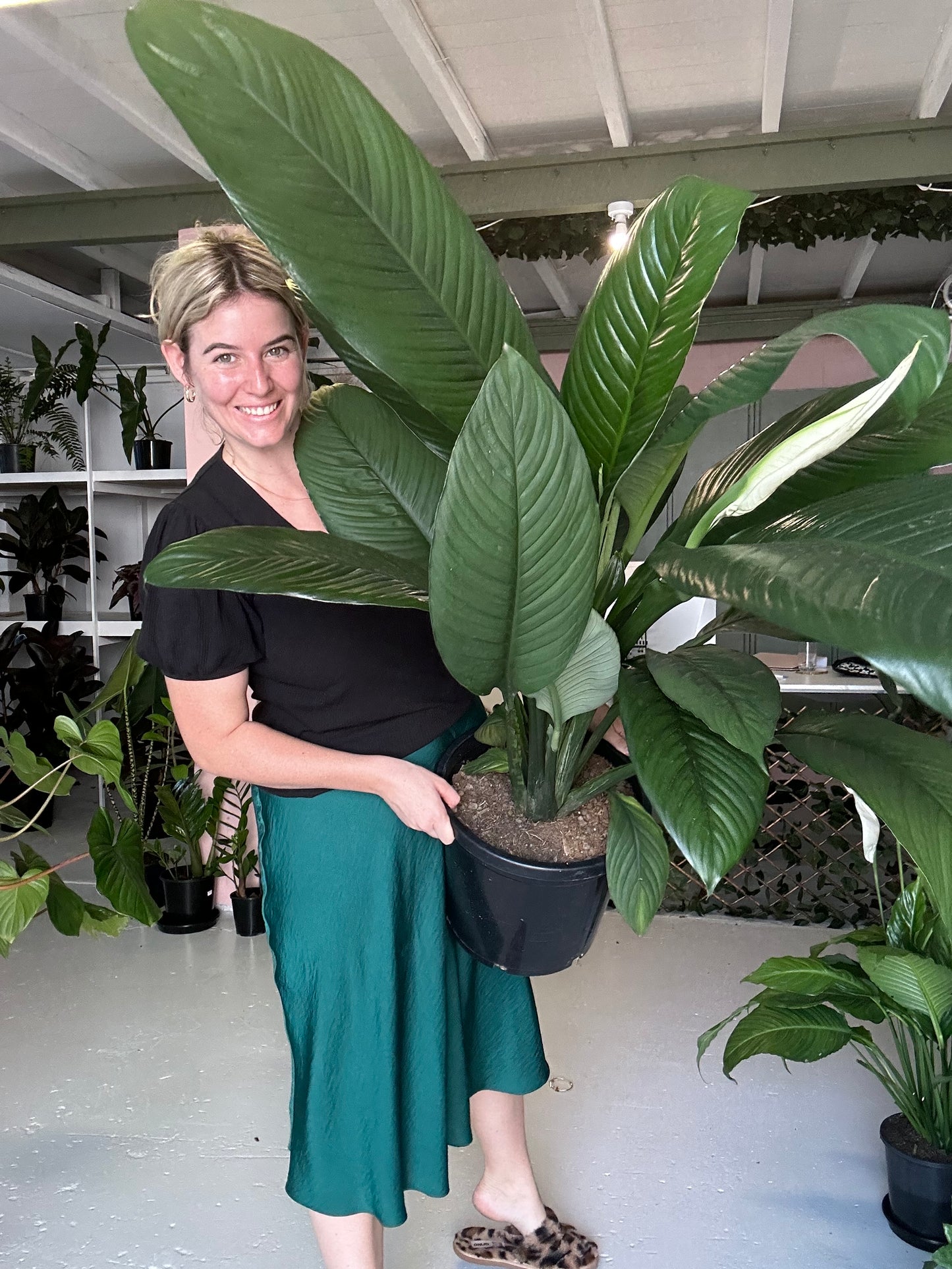 Spathiphyllum Sensation
