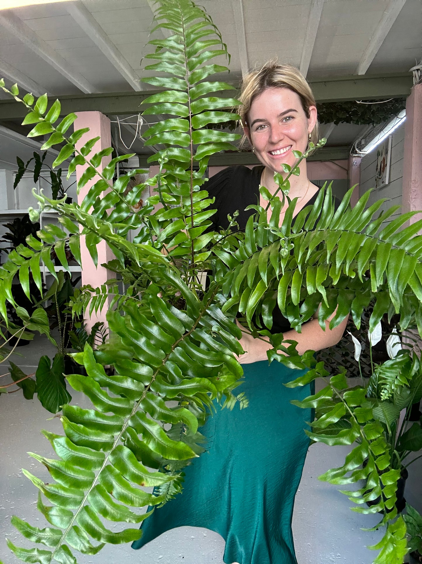 Boston Macho Fern