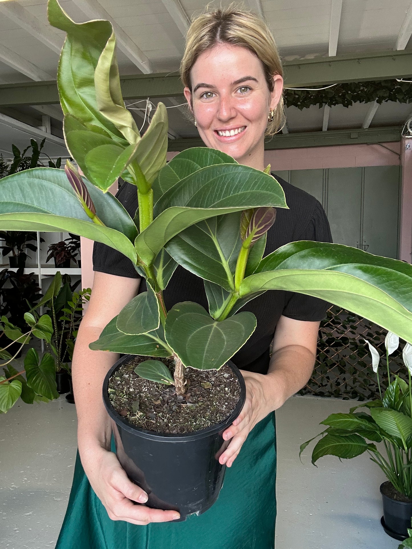 Medinilla Magnifica