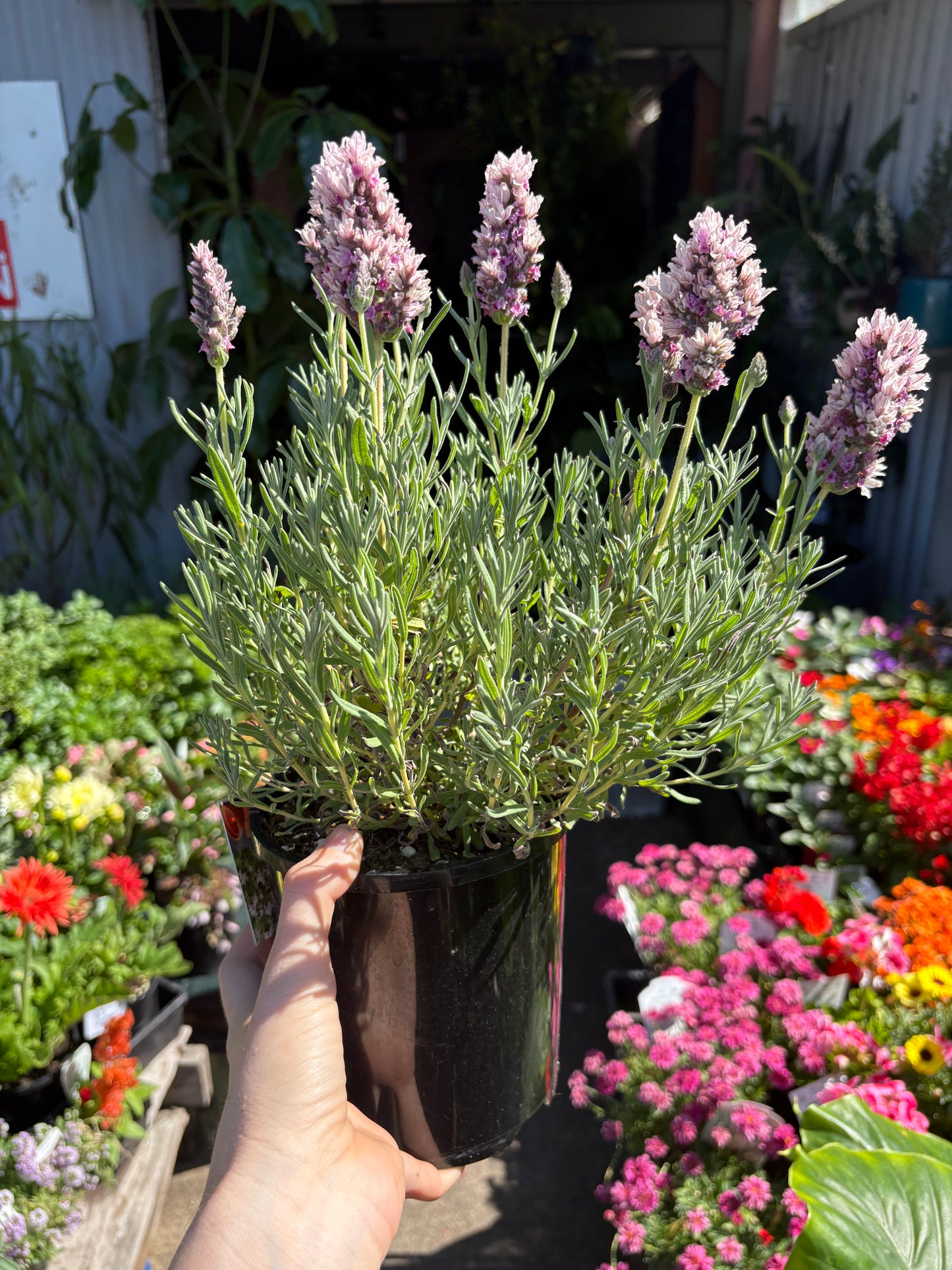 Lavender ‘Sensation Double Musk’