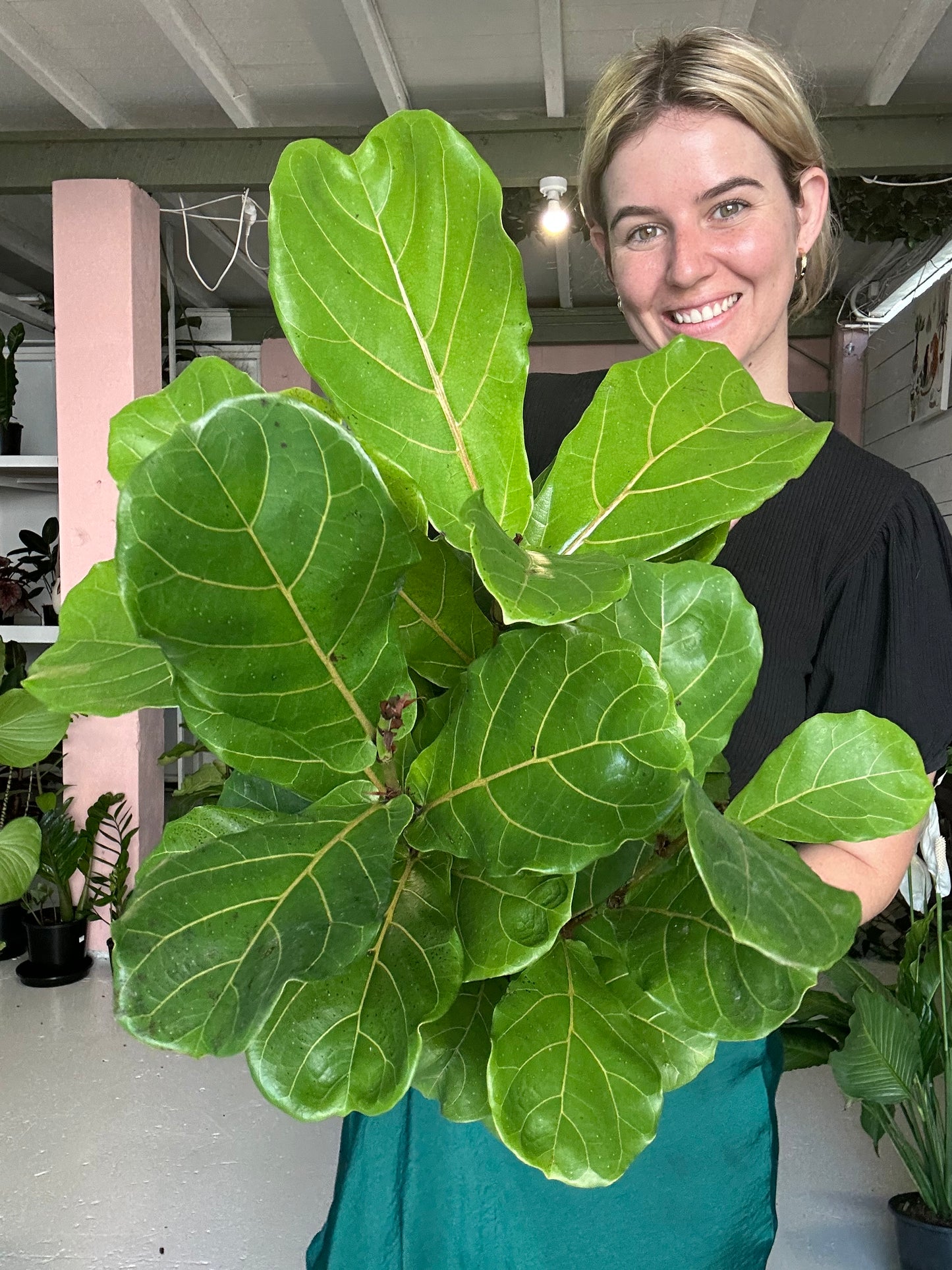Ficus Lyrata (Fiddle Leaf Fig)