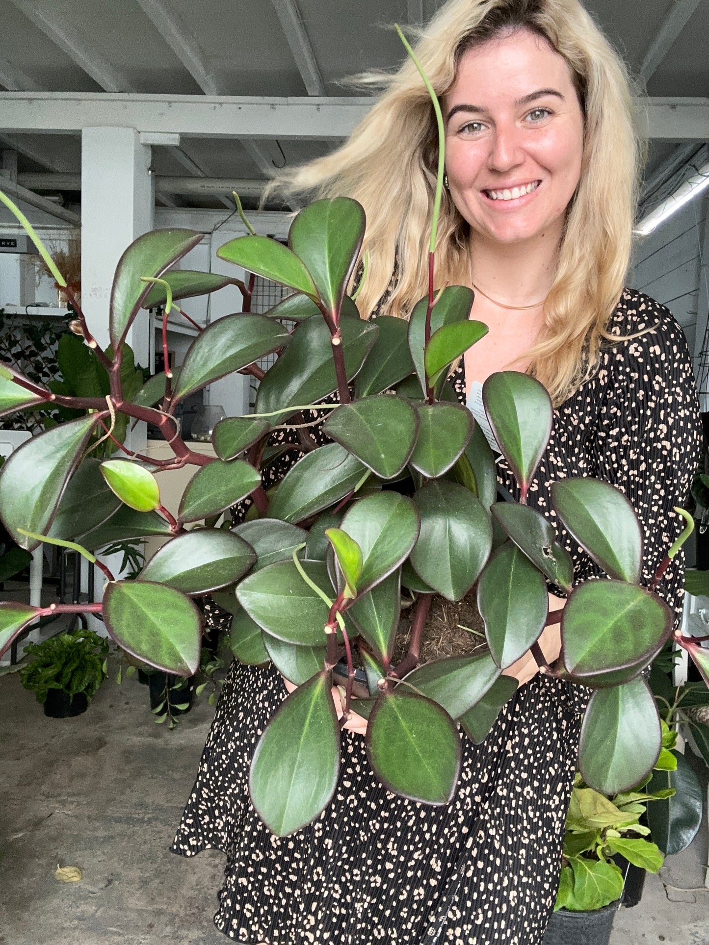 Peperomia Red Edge