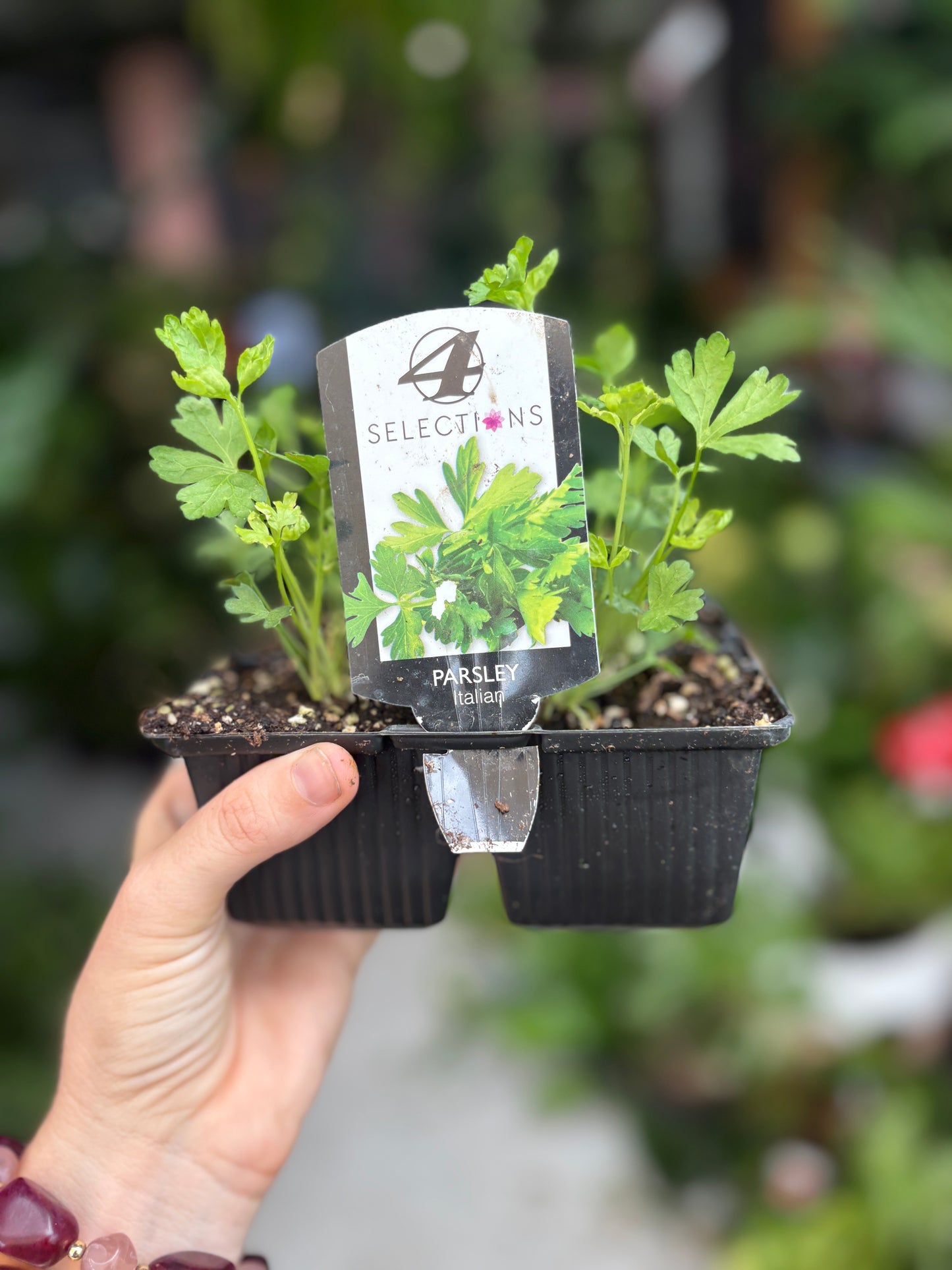 Parsley ‘Italian’