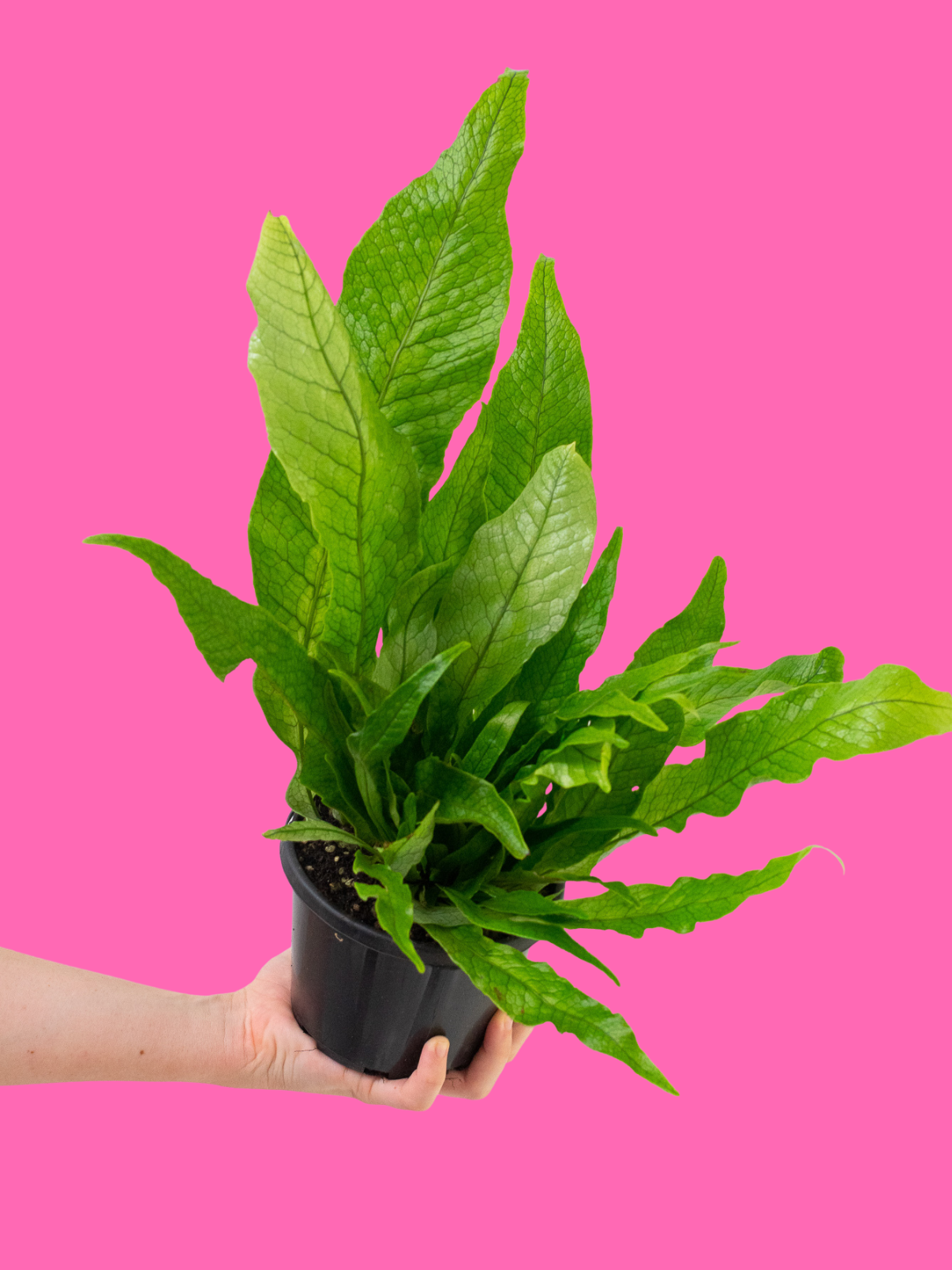 Crocodile Fern