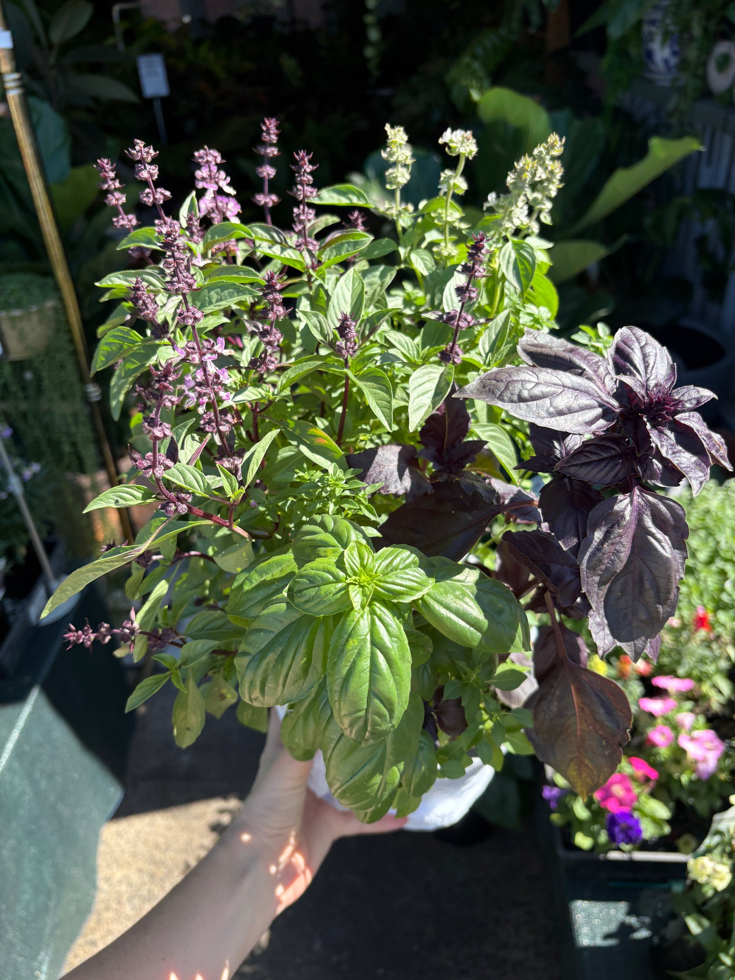 Mixed Basil Pots - Cut & Cook