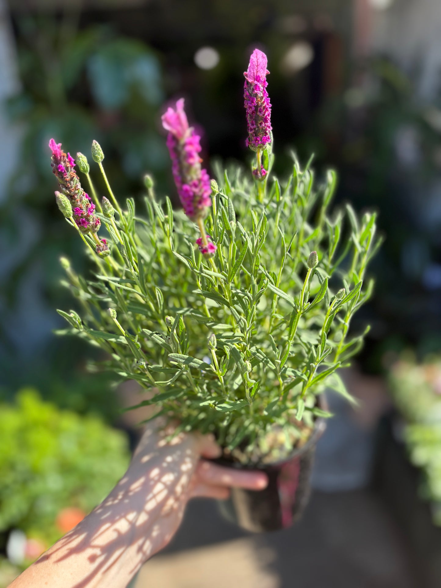Lavender Sensation Rose