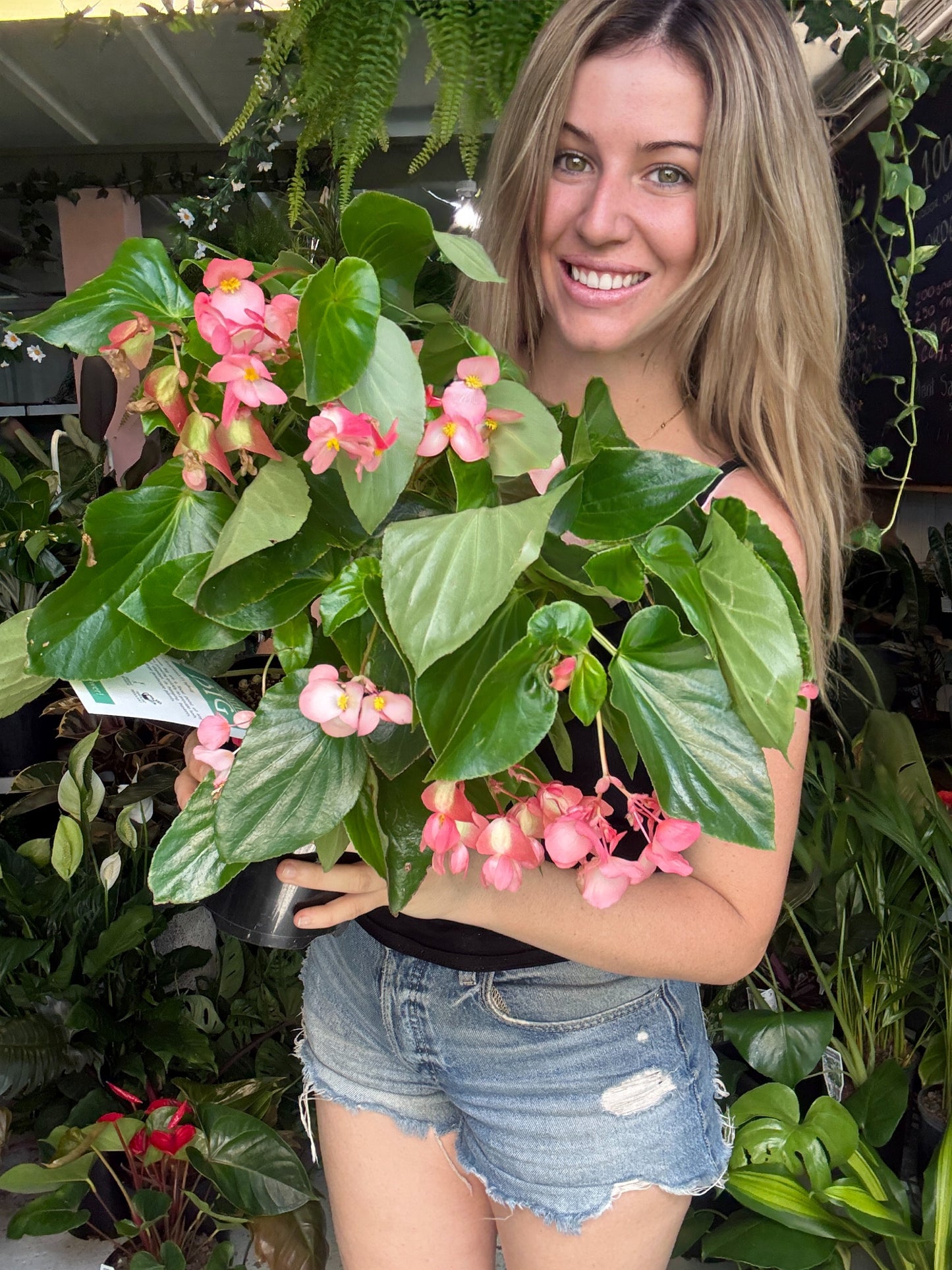 Begonia Megawatt Pink