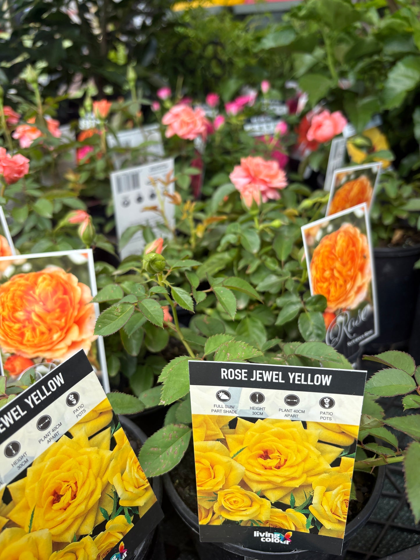 Rose ‘Jewel Orange’