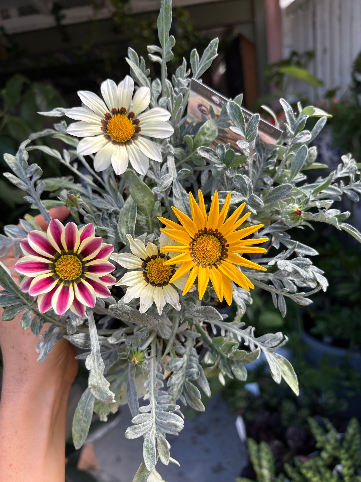 Gazania Kiss Mix in JUMBO 6 pack