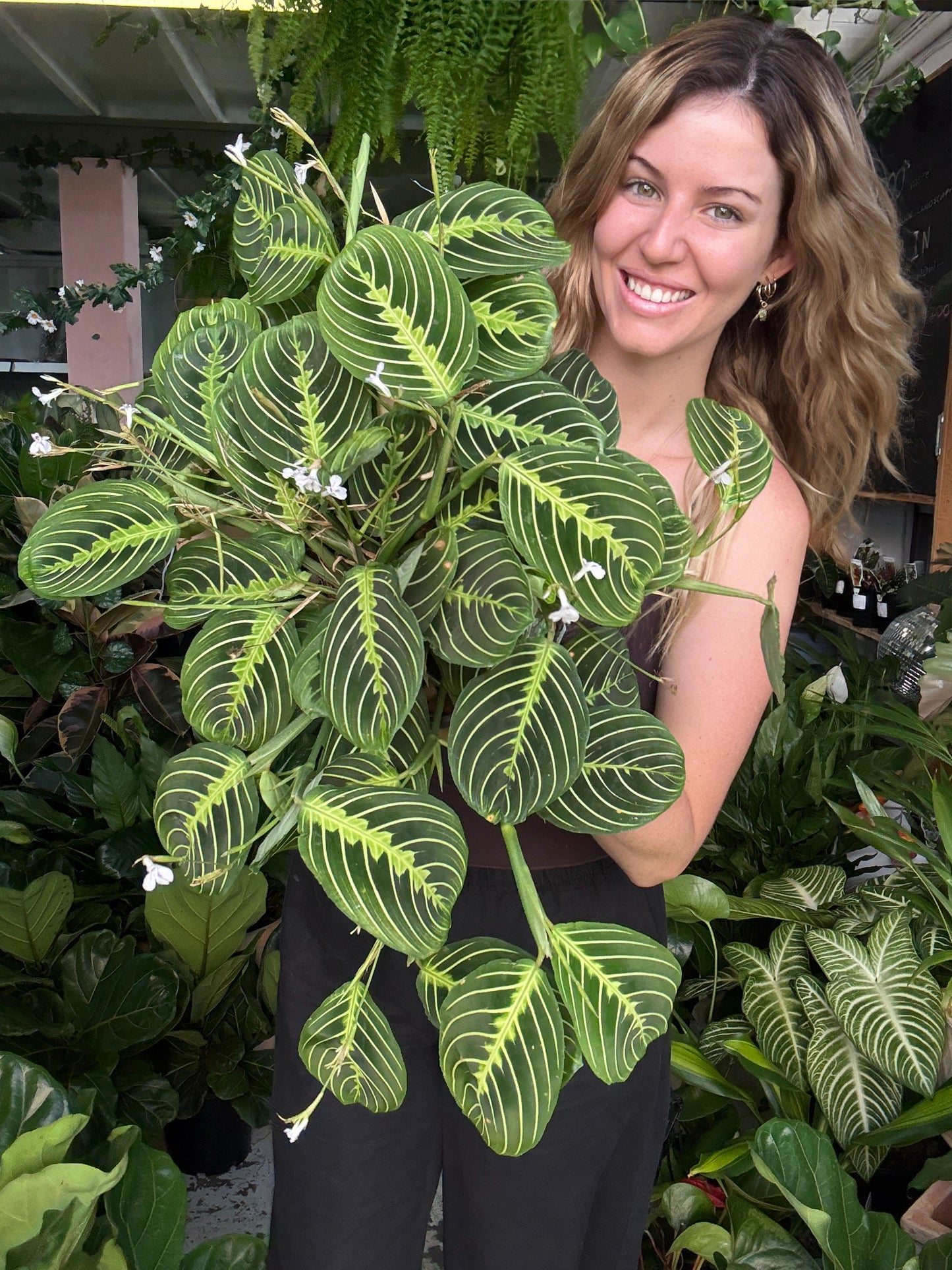 Maranta ‘Lemon Lime’