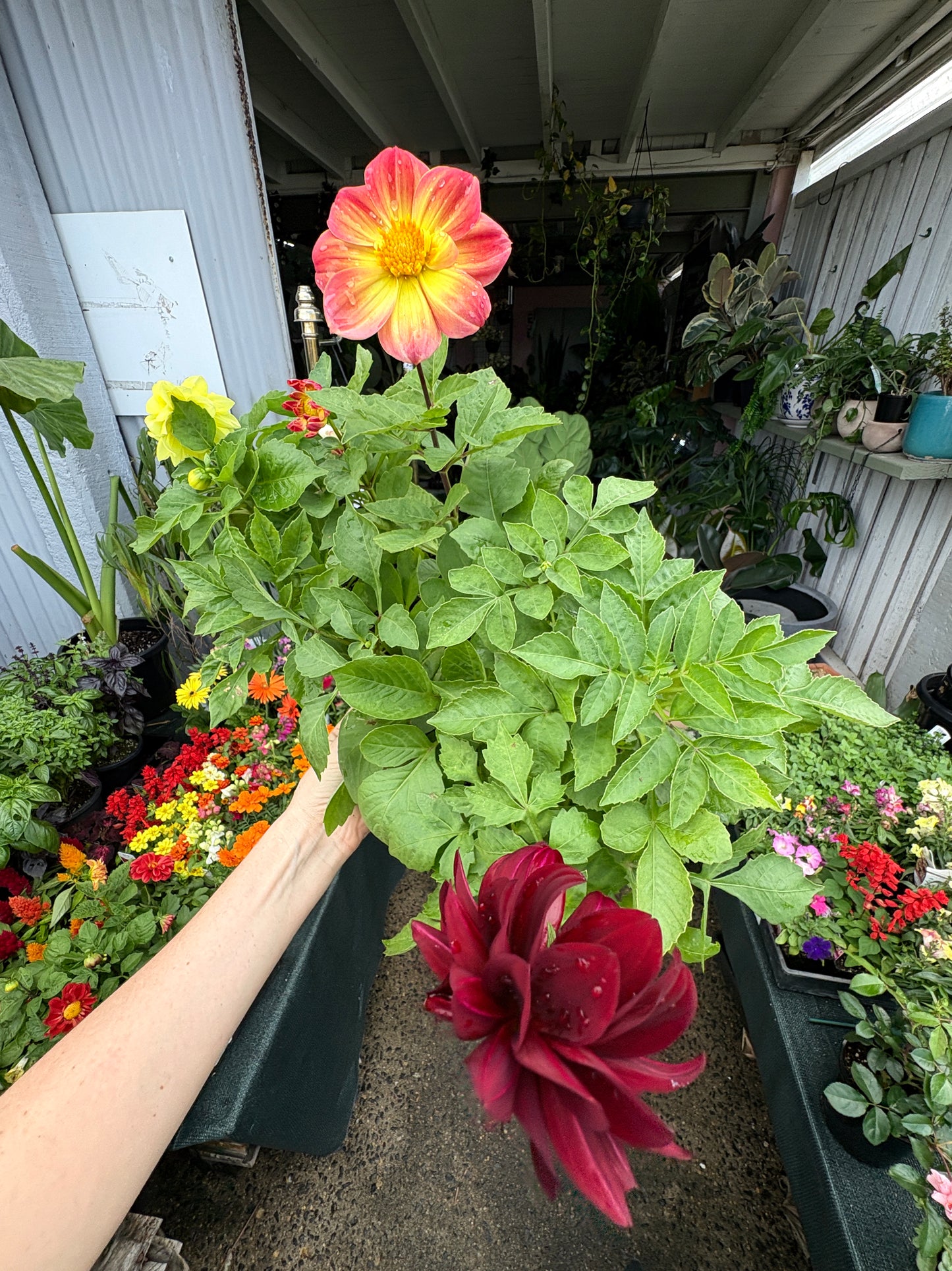 Dahlia ‘Figaro’ in 10 pack