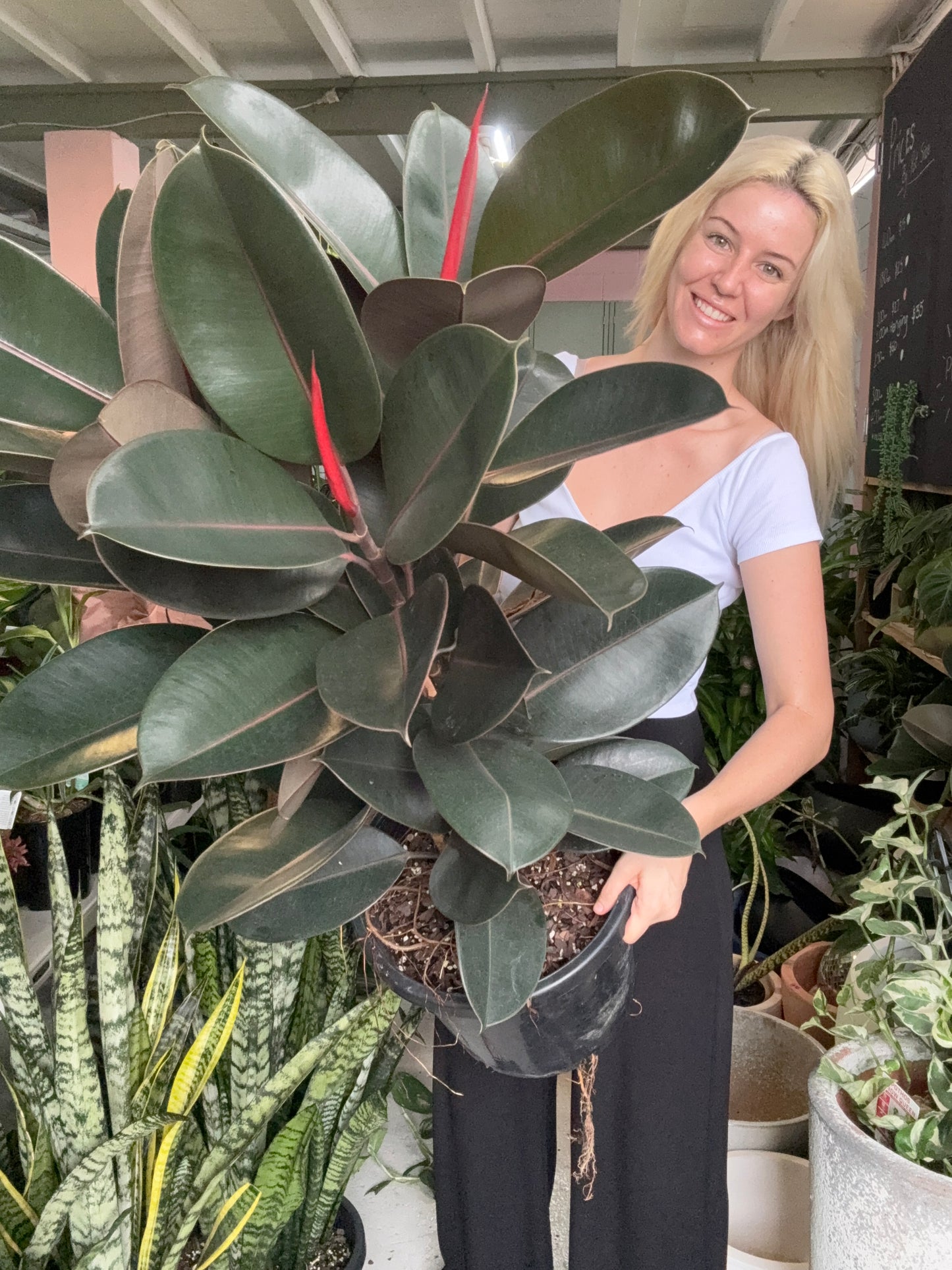 Burgundy Rubber Plant (Tall)