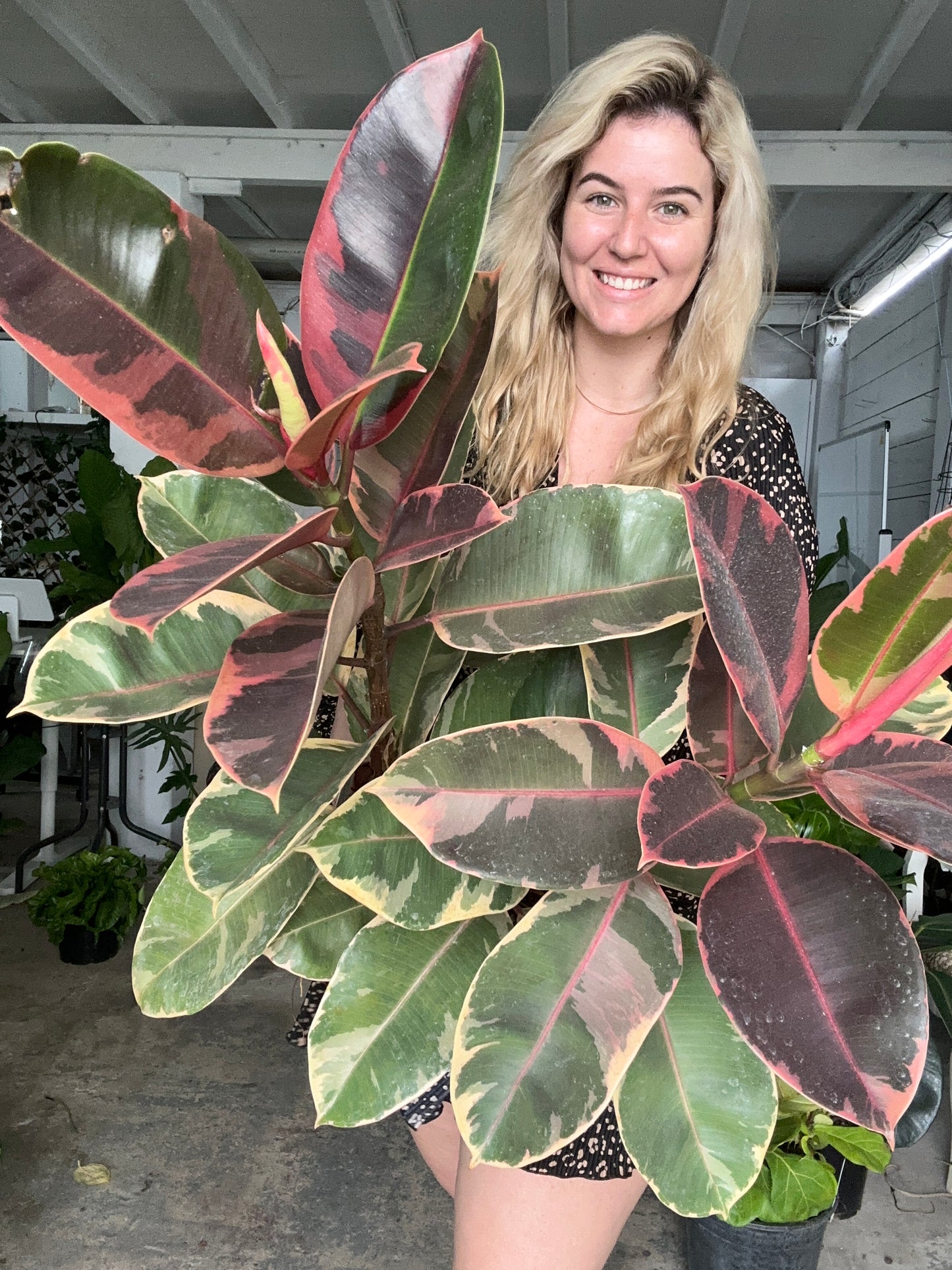 Ficus Ruby