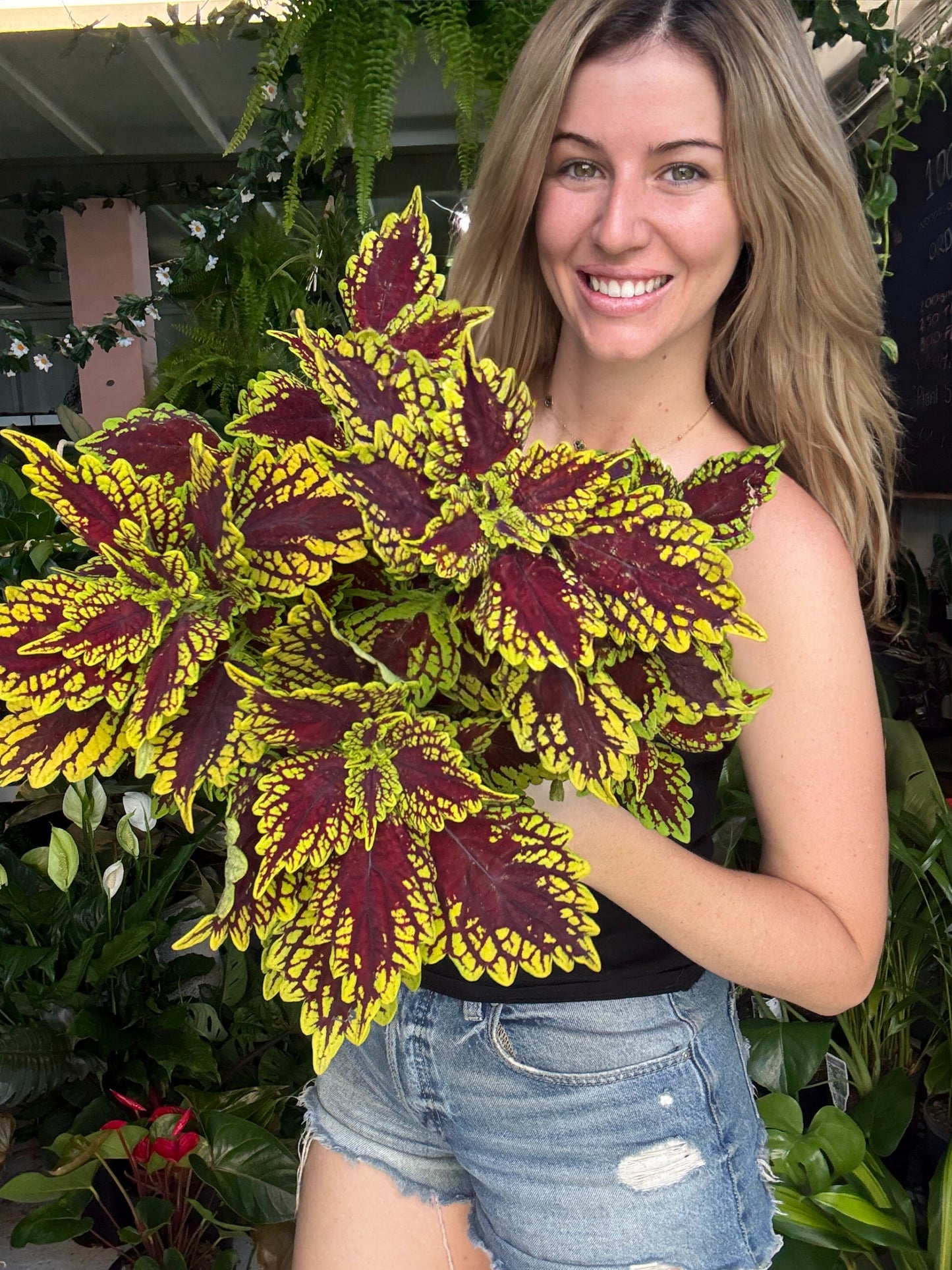 Coleus ‘Kong Mosaic’
