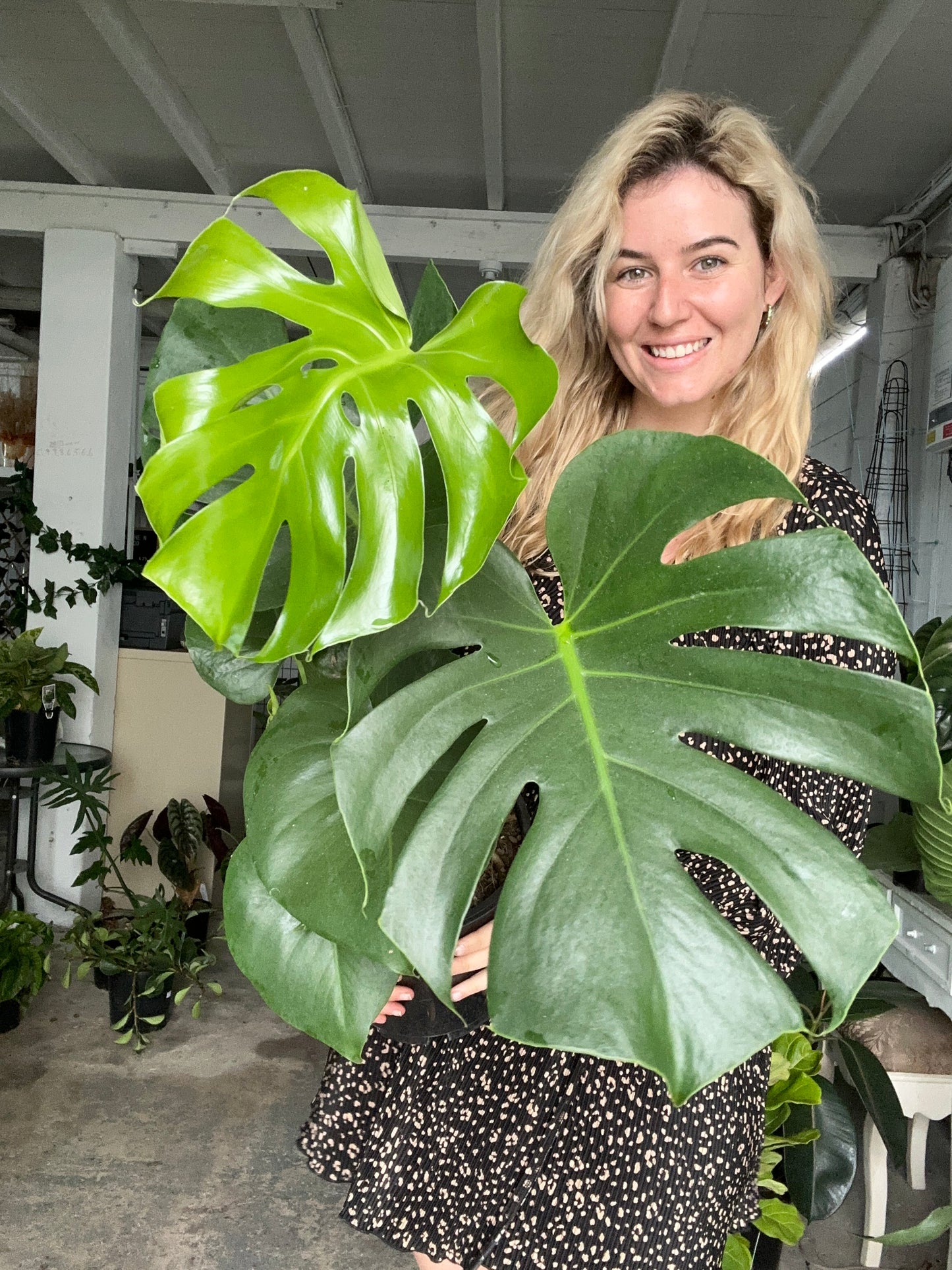 Monstera Deliciosa