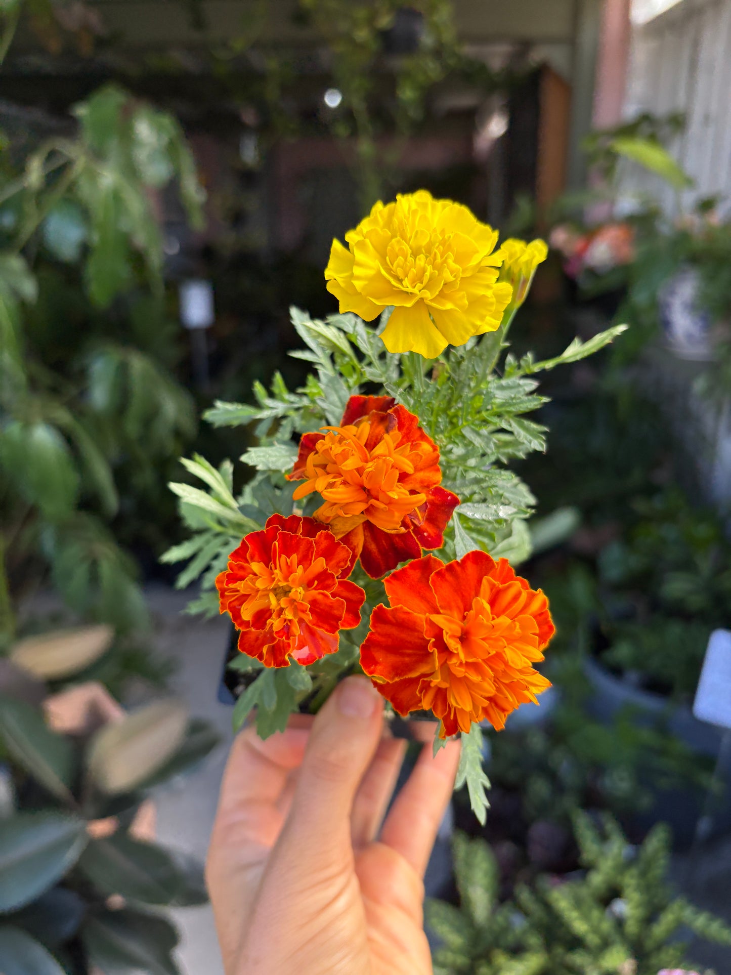 Marigold Tagetes (Mixed)