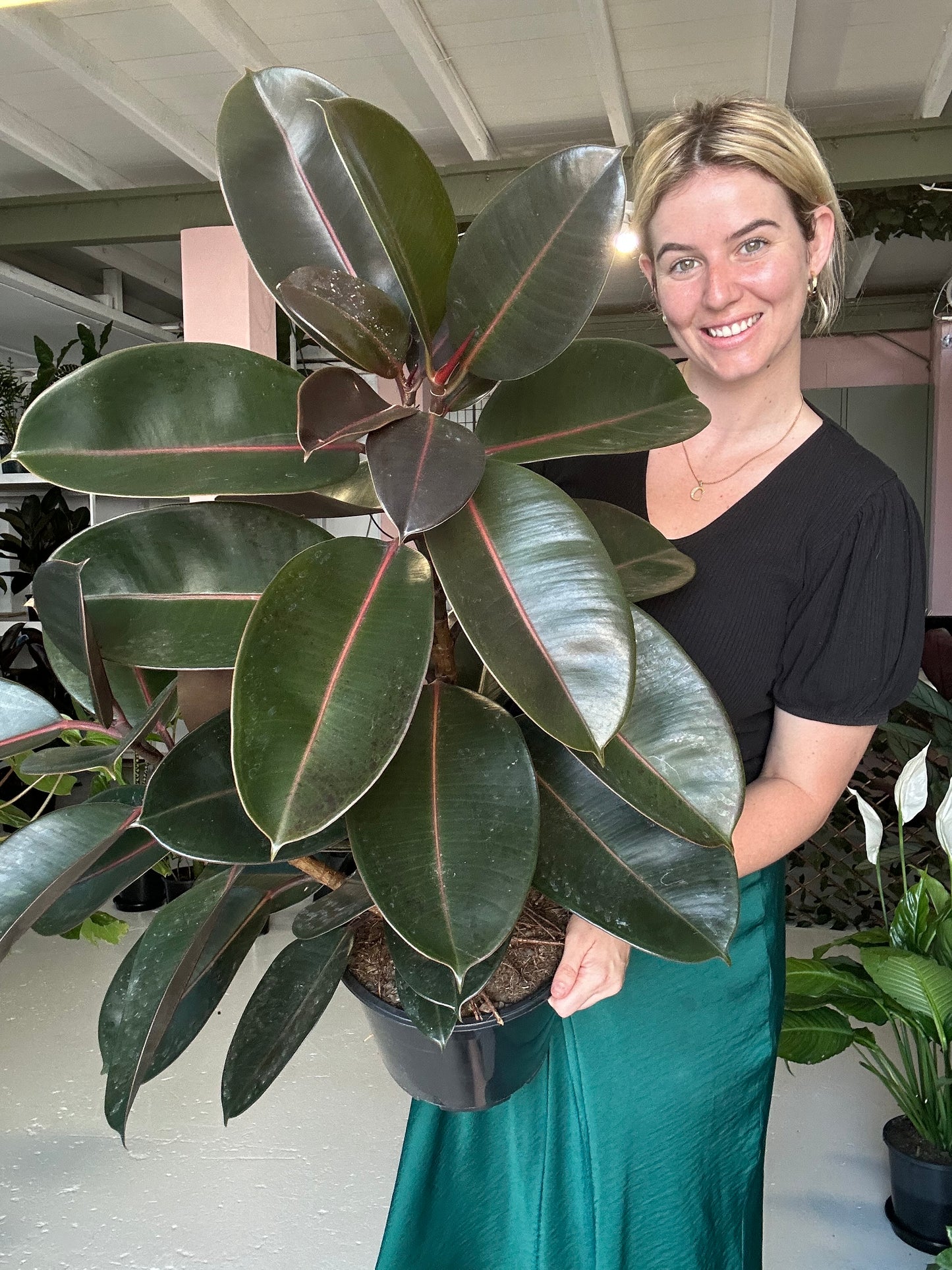 Burgundy Rubber Tree
