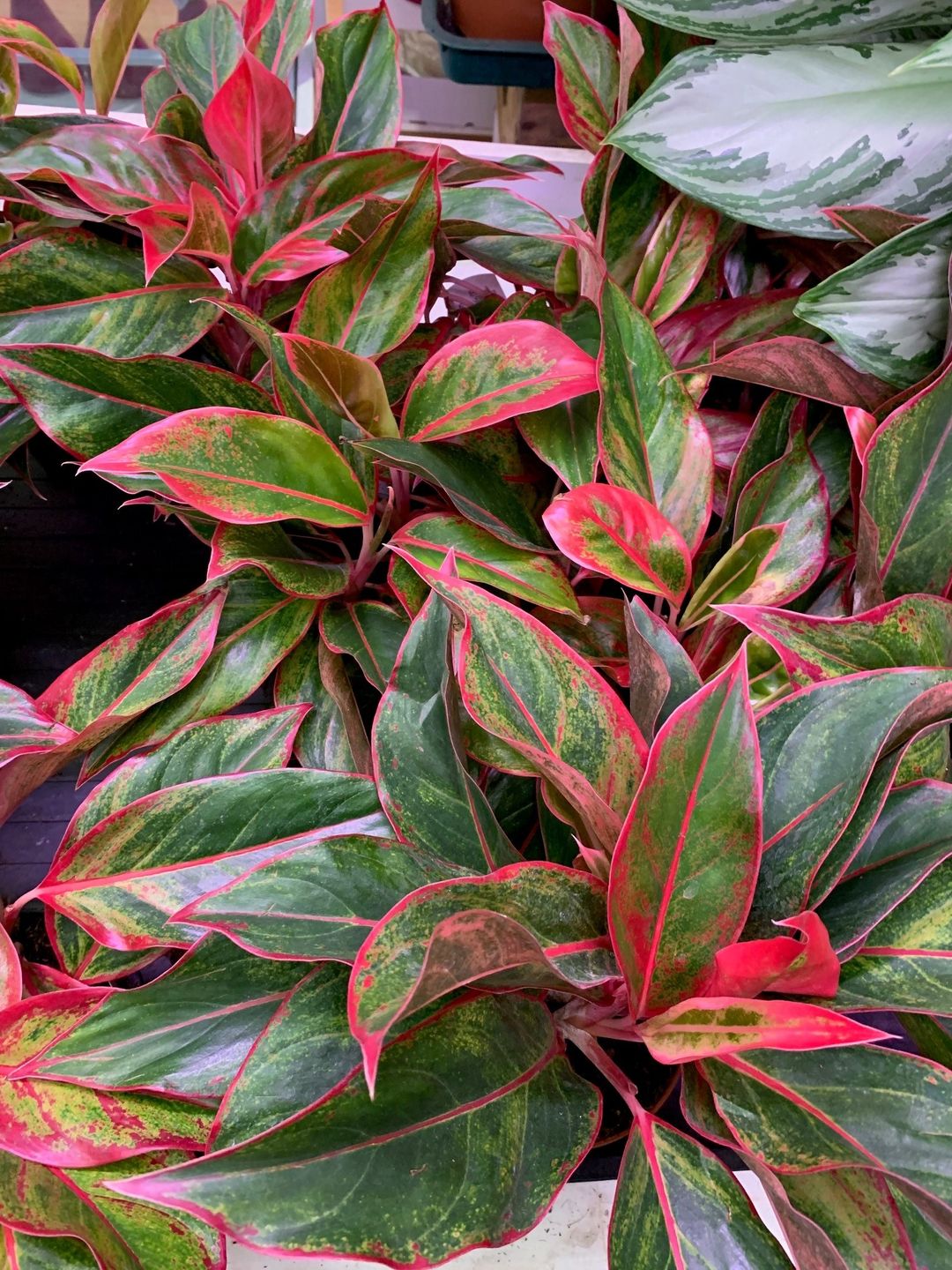Aglaonema Siam Aurora