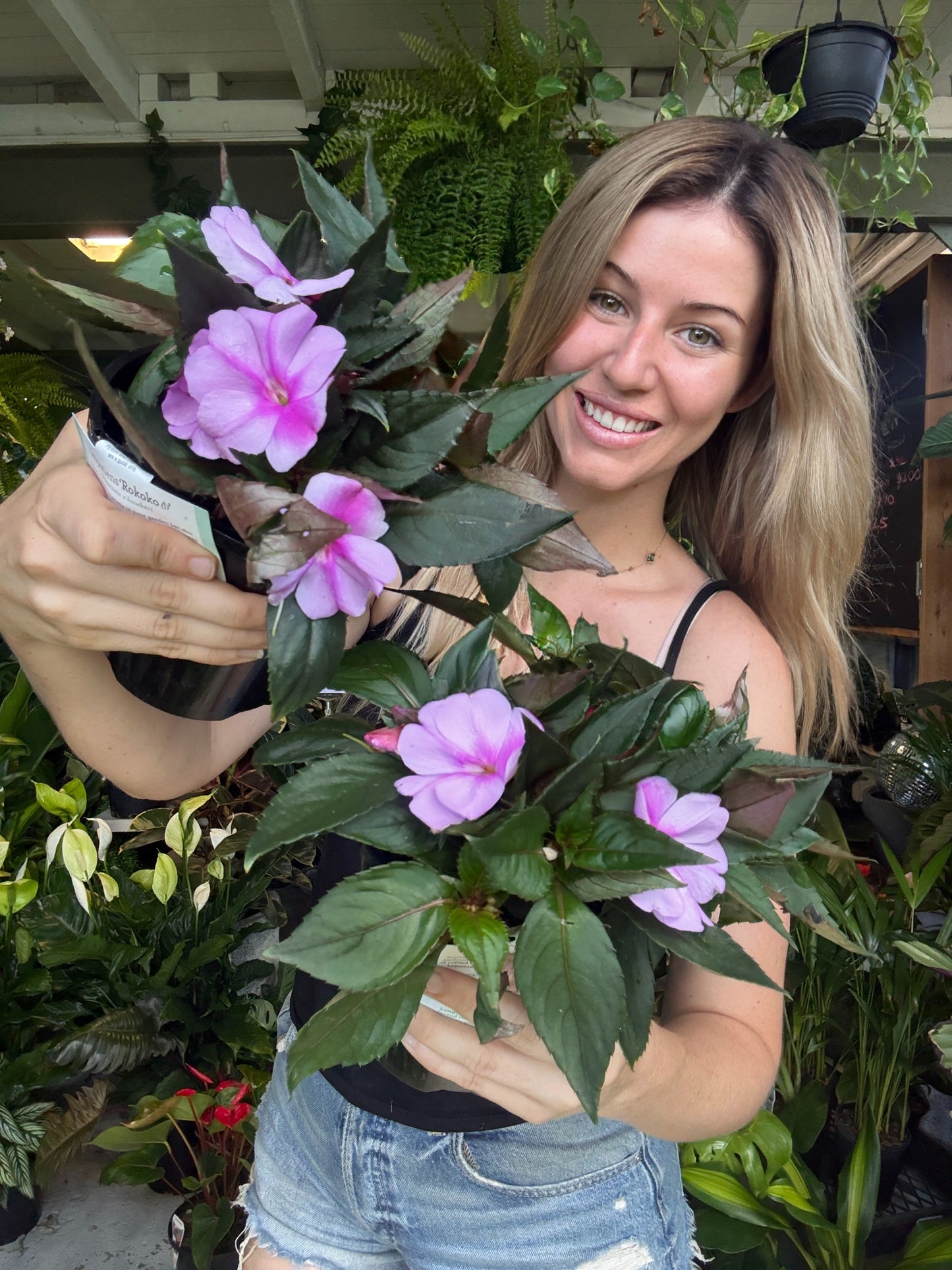 SunPatiens Impatiens โ Lavender Splash (New Guinea)