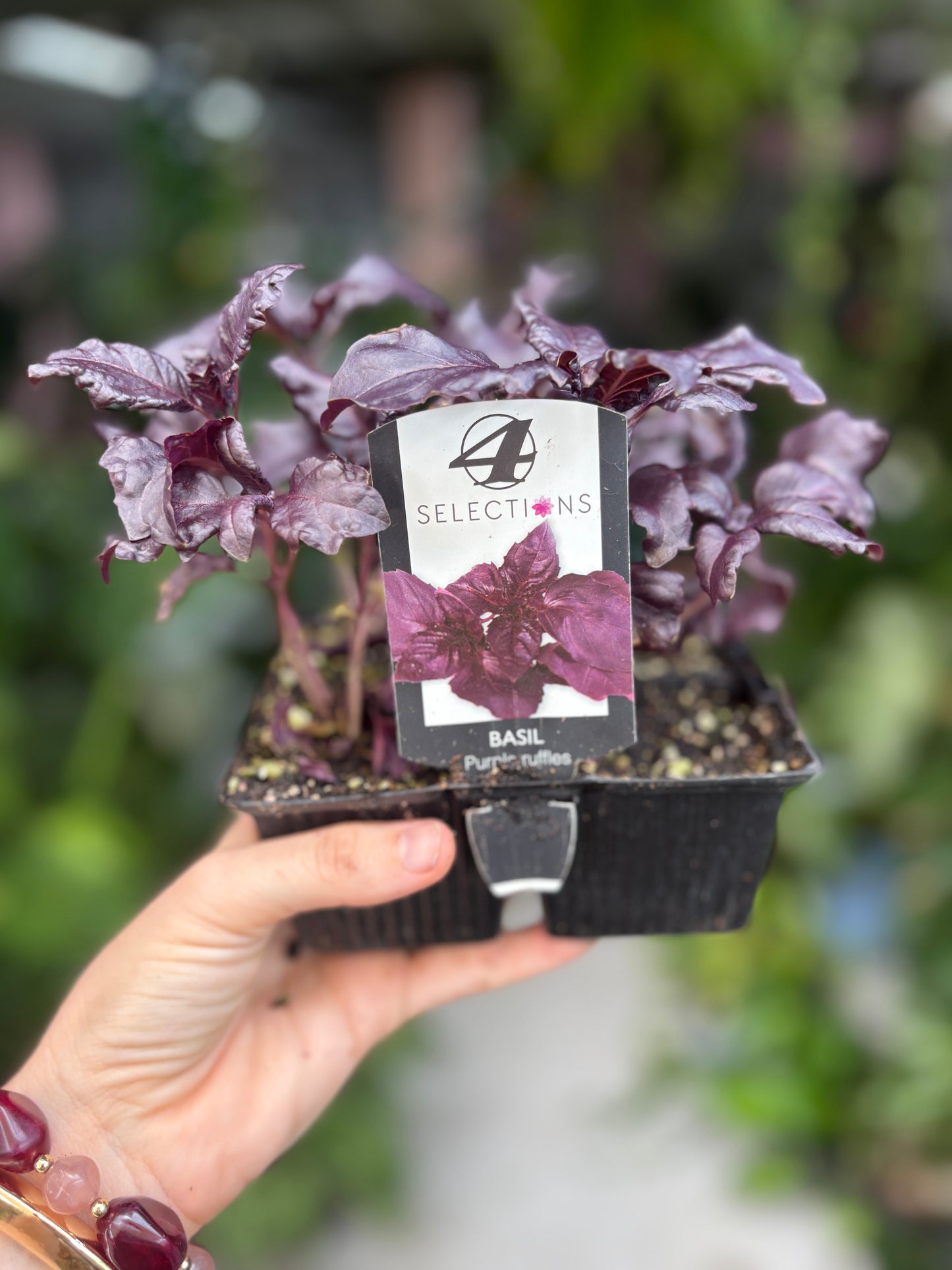 Basil ‘Purple Ruffles’