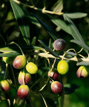 Olive Tree