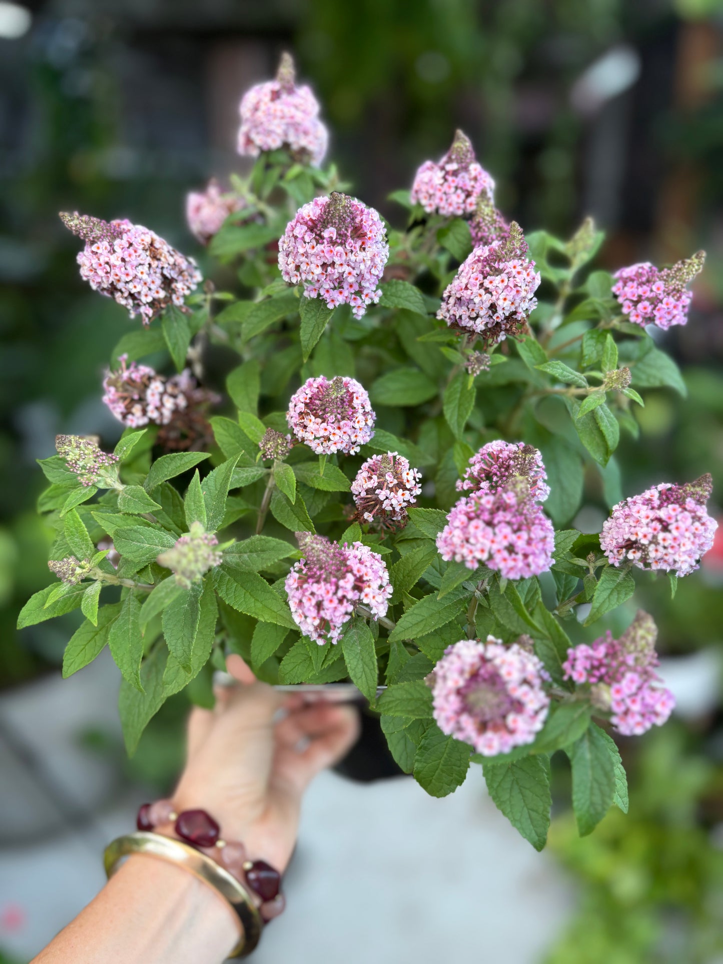 Buddleja ‘Pink Chrysalis’ – Butterfly Bush 🌸🦋