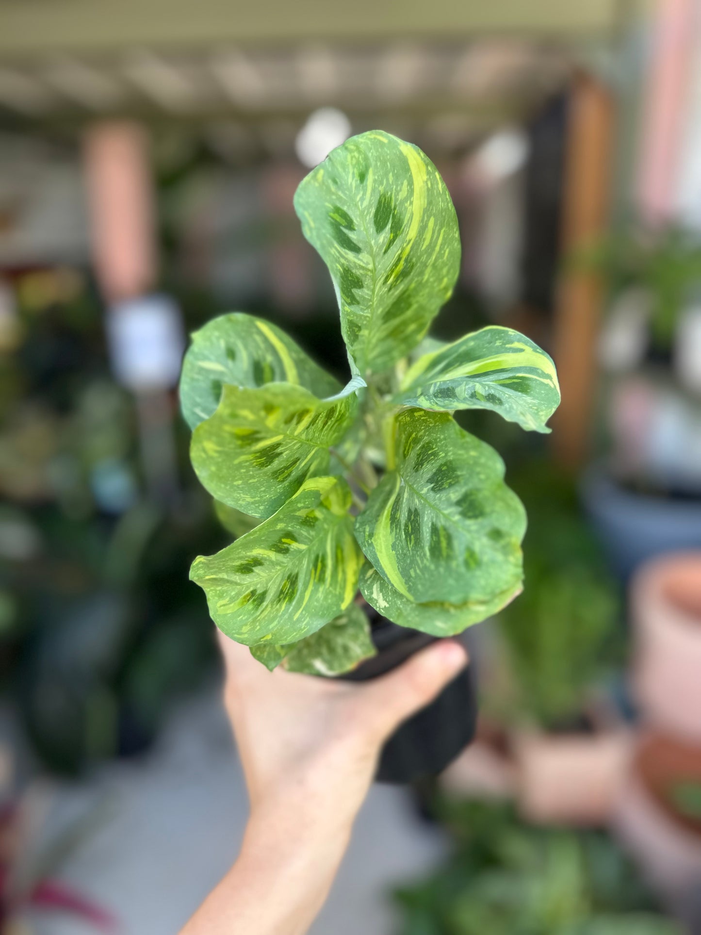 Maranta Variegated
