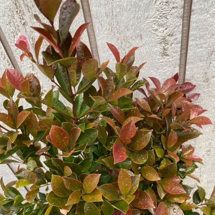 Acmena smithii Purple Rain