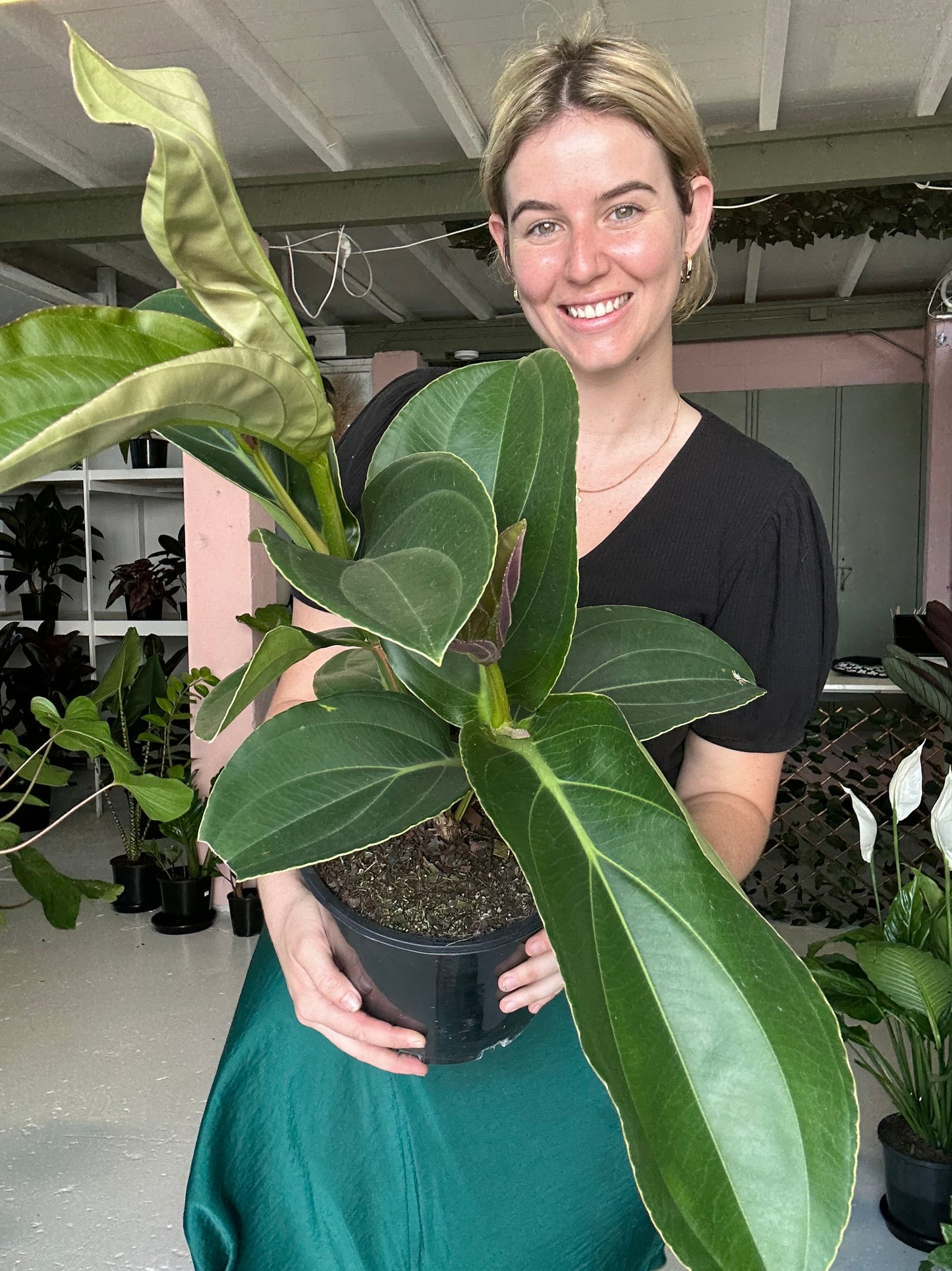 Medinilla Magnifica
